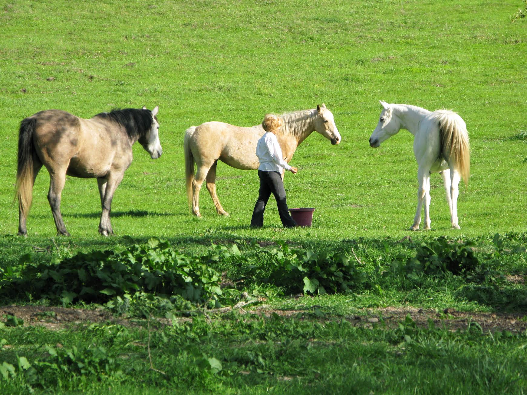 Carolyn training several horses while Sharing Territory
