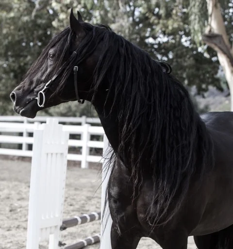 Horses As Healers And Teachers, What Dreams Are Made Of