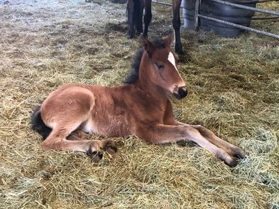 PMR foal.jpg
