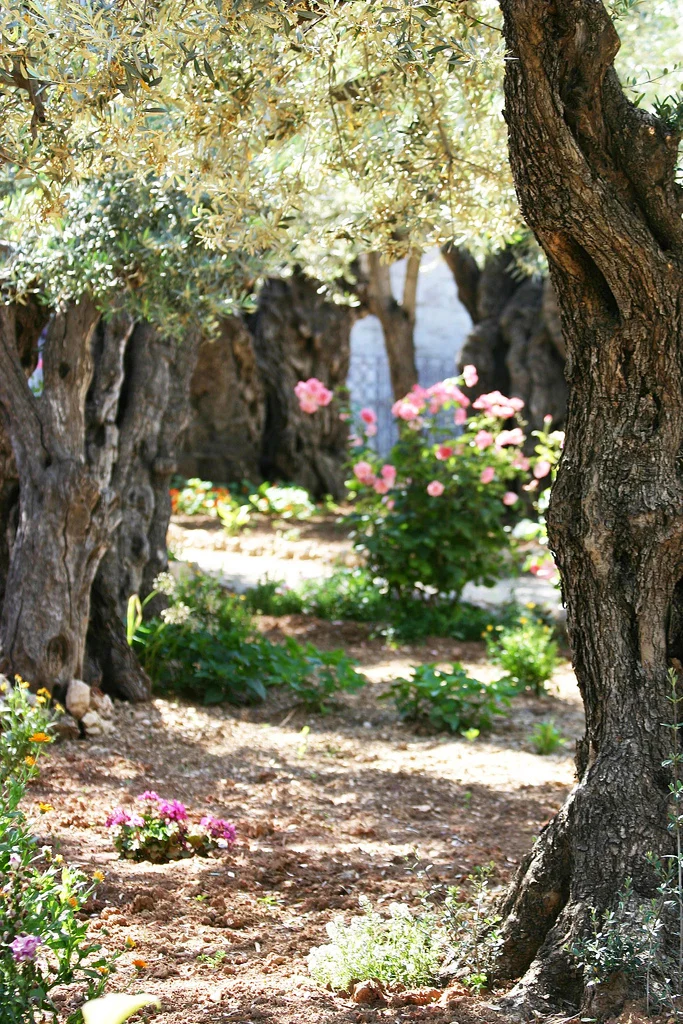 Garden of Gethsemane Ancient Olive Trees. Photo by Todd Bolen, BiblePlaces.com
