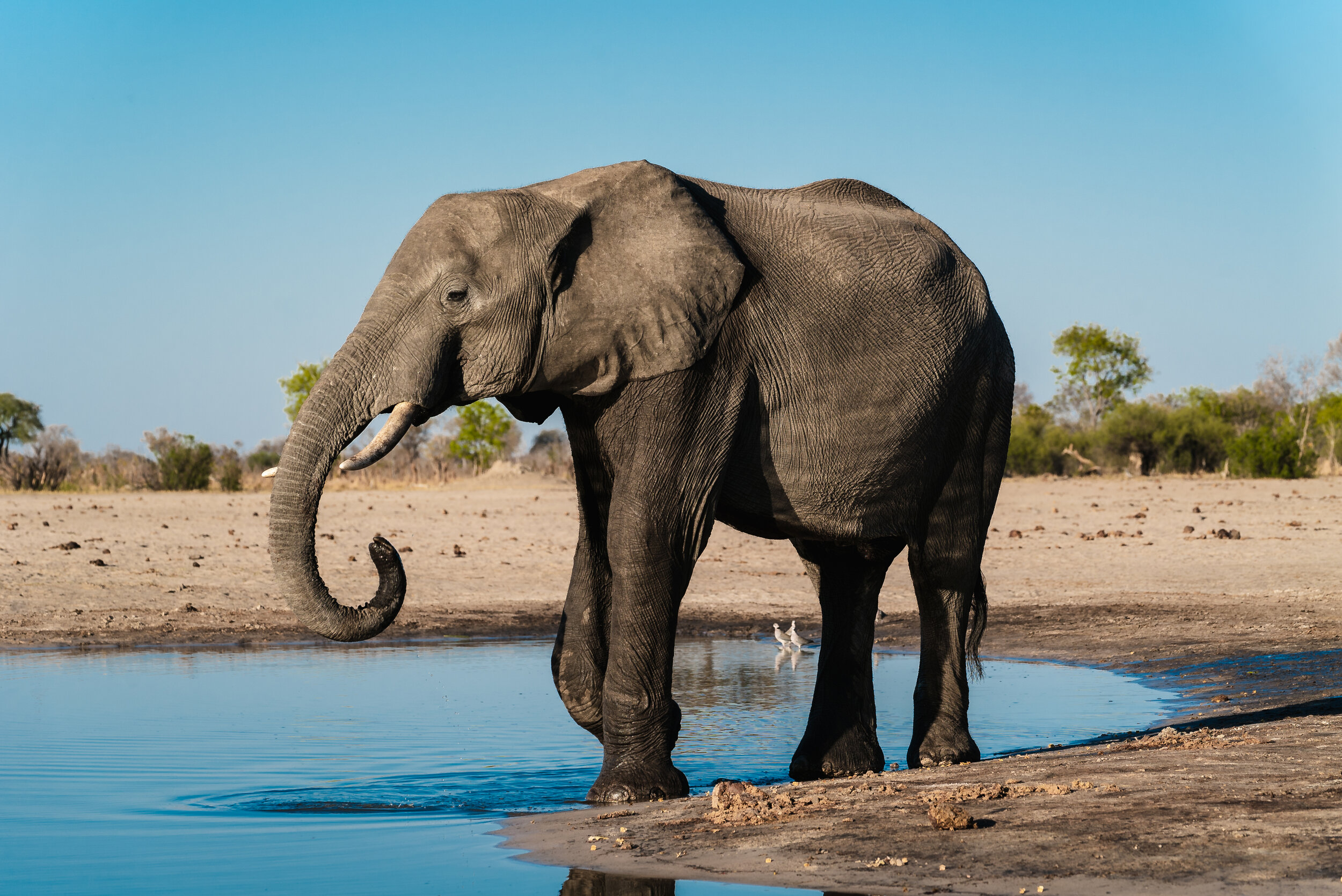 Elephant-02224.jpg