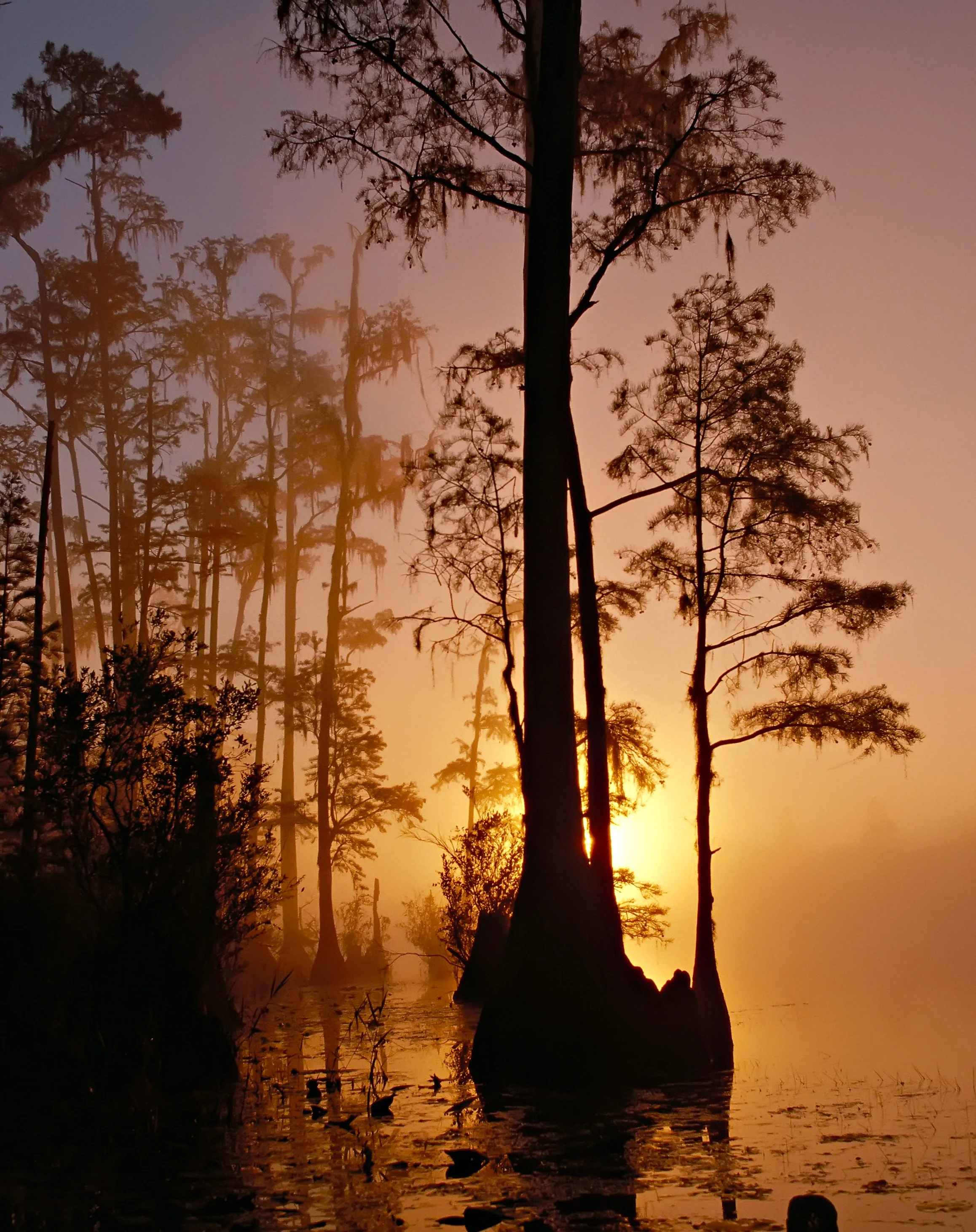 okefenokee-swamp-georgia-florida-sunset-71273.jpeg