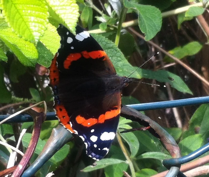 Compassion and being a butterfly