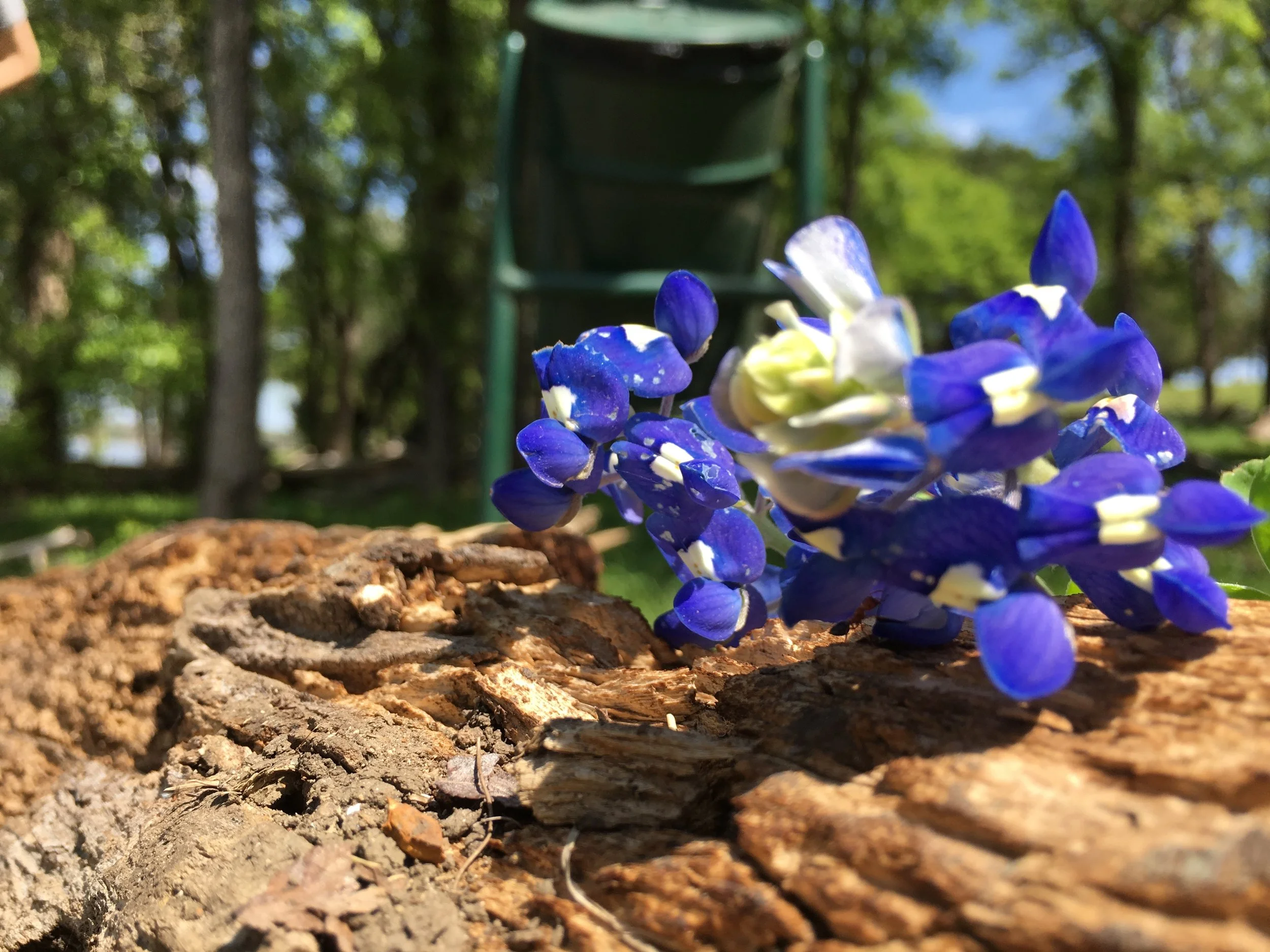 Bluebonnet
