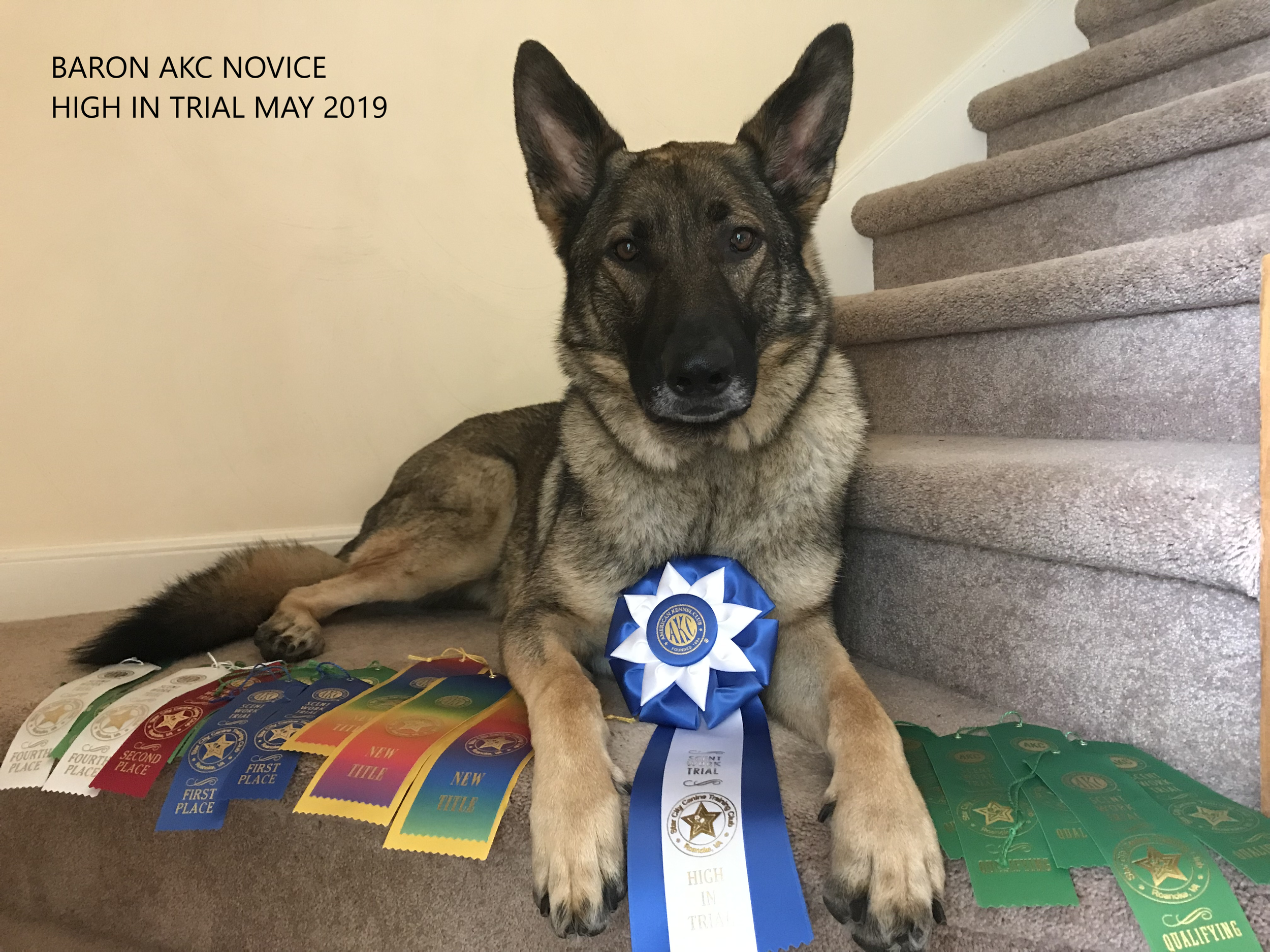 Baron AKC High in Trial May 2019.png