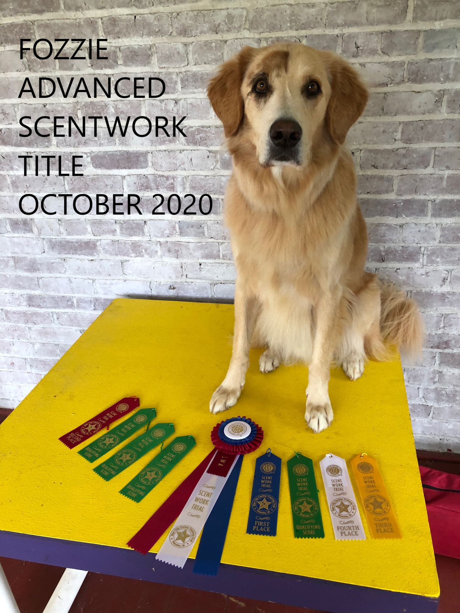 Fozzie Advanced Scentwork Title Oct 2020.png