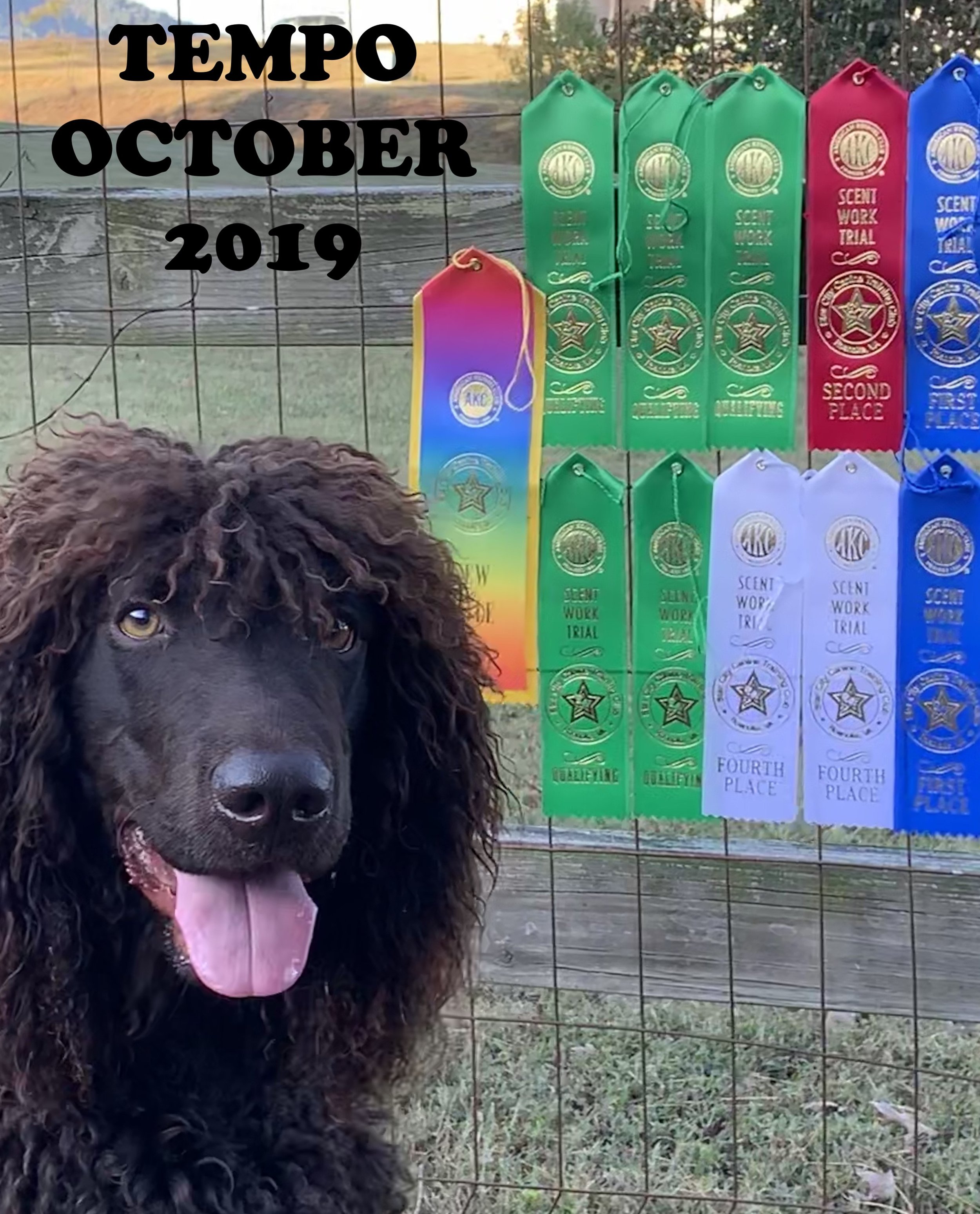 Tempo SCCTC Scentwork Trial October 2019.jpg