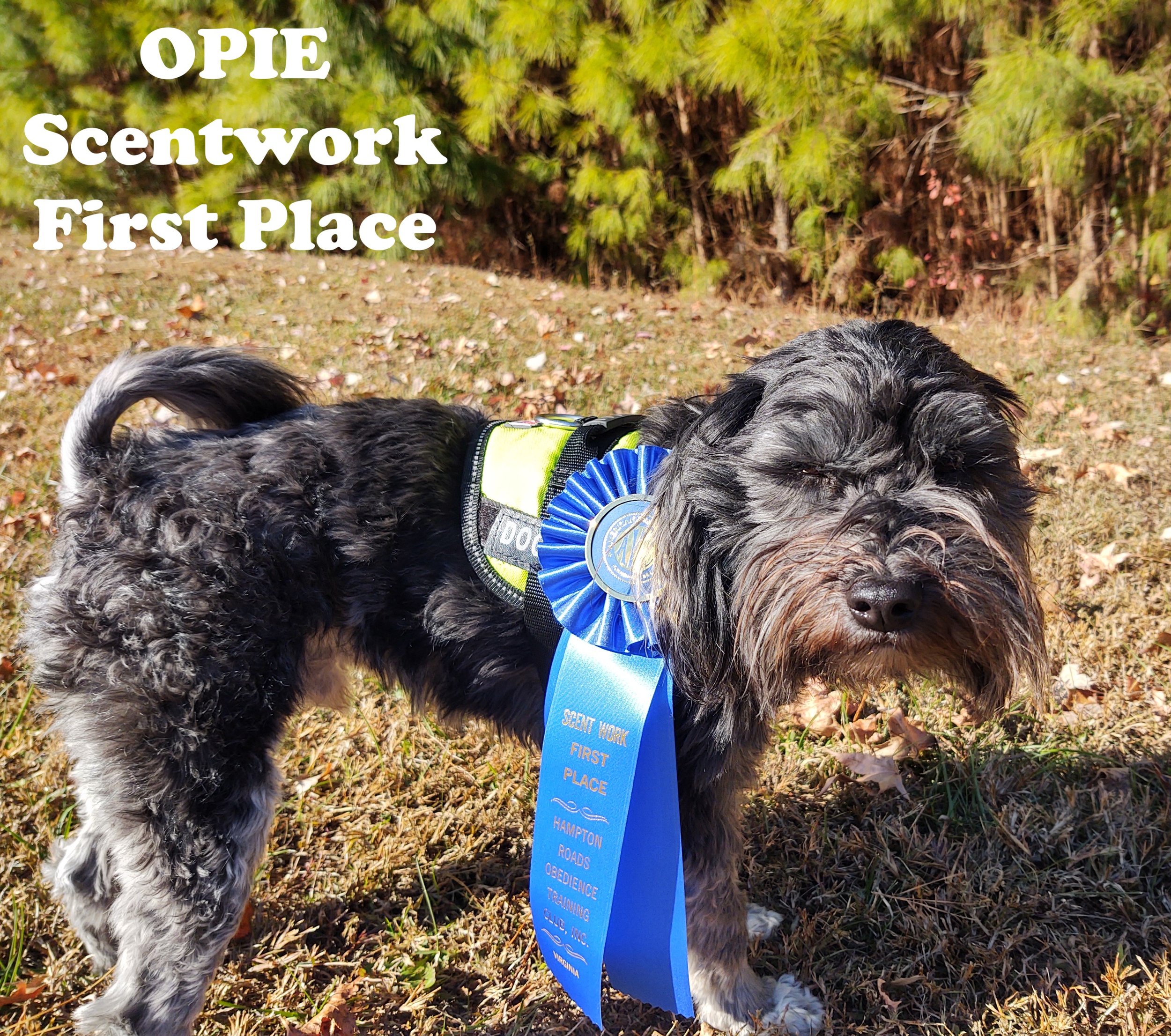 Opie Scentwork 1st Place 2021.jpg