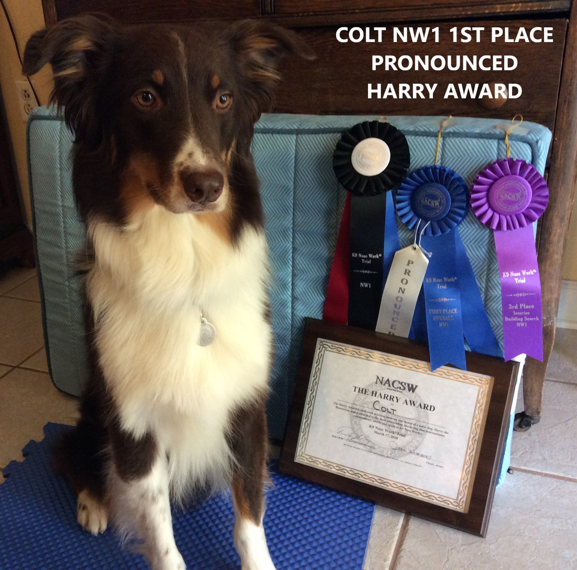 Colt NW1 1st Place P Harry Award.JPG