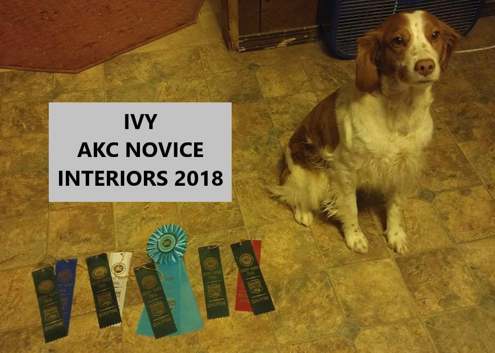 IVY AKC Novice Interiors 2018.jpg