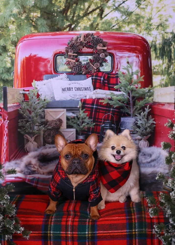 Christmas Holiday Mini--20.jpg