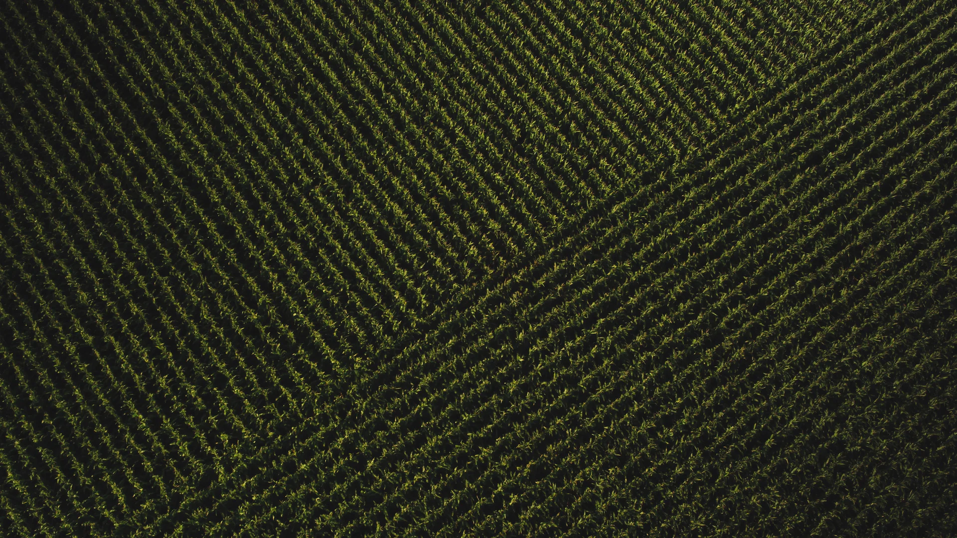 crossing corn_1.1.1.jpg