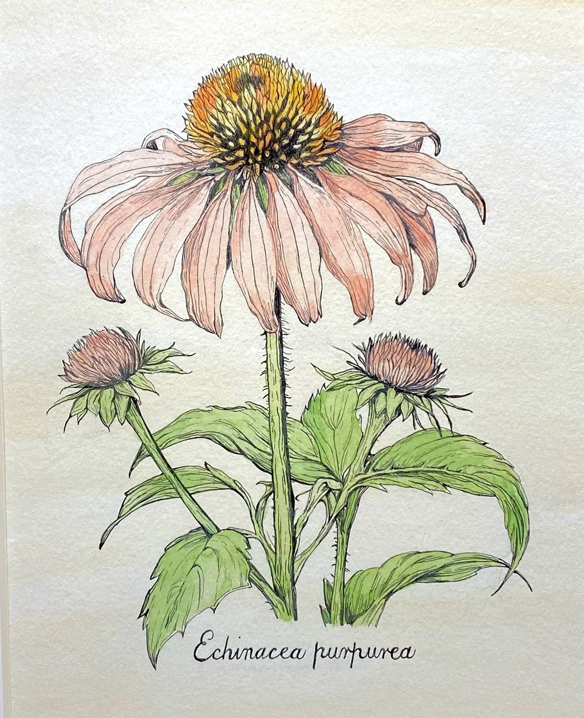 Tina Fox, Echinacea Purpurea.jpg