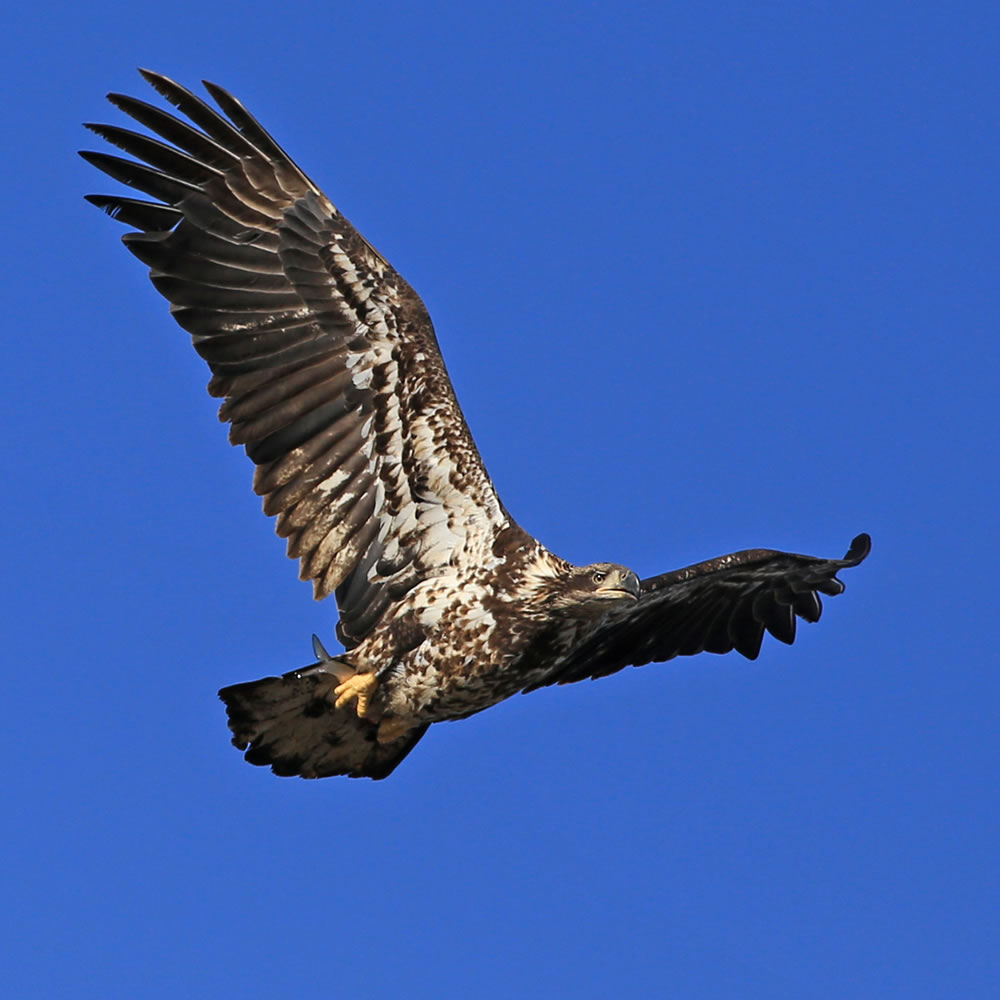 Juvenile Bald Eagle