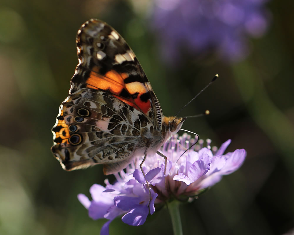 American Painted Lady