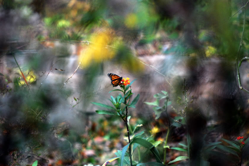 Backyard Monarch