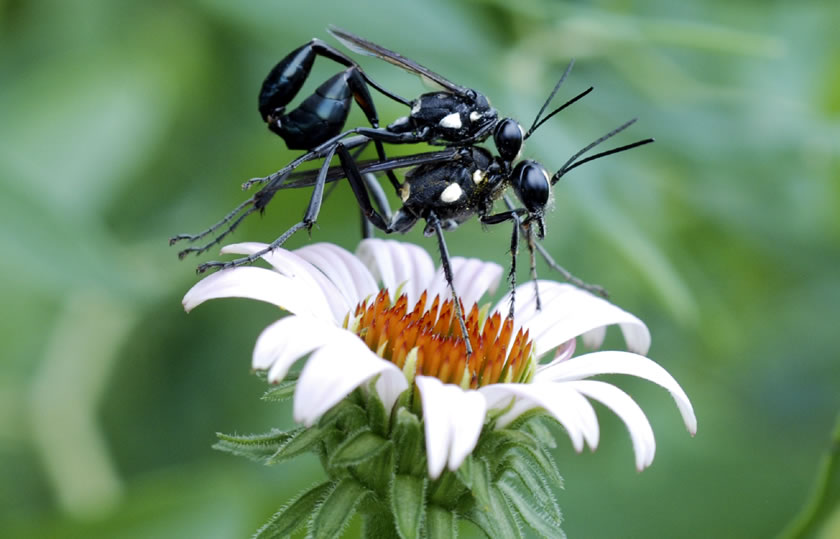 Wasps Mating