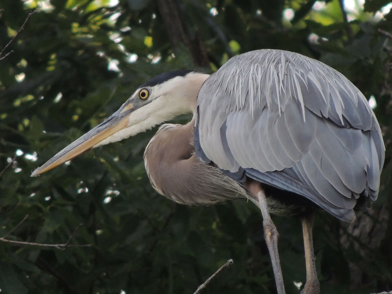 logsdonGreatBlueHeron.jpg