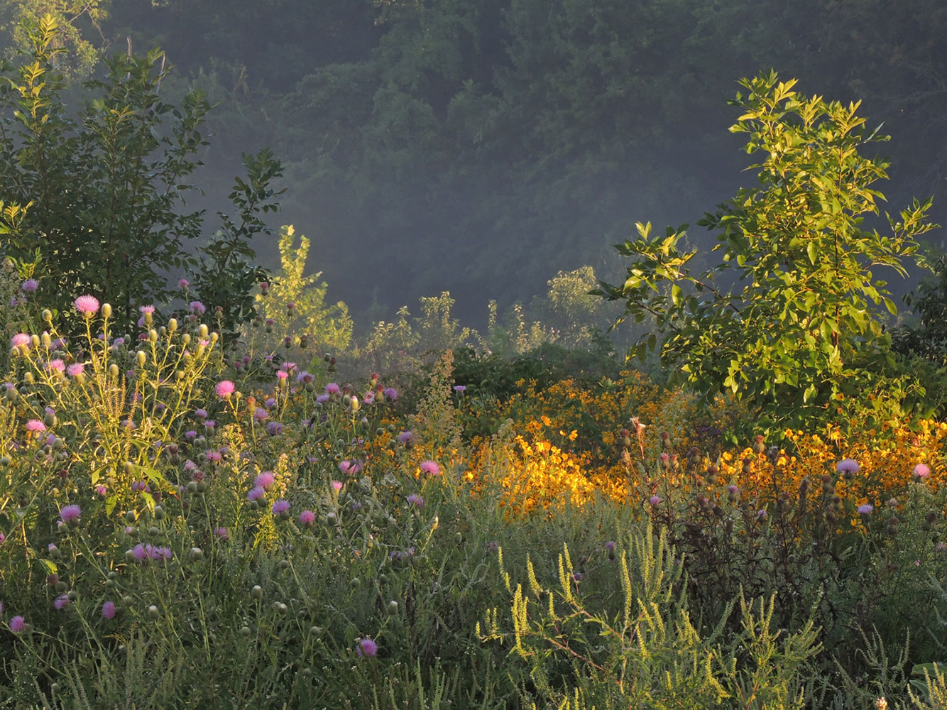 logsdonSeptemberMeadow.jpg