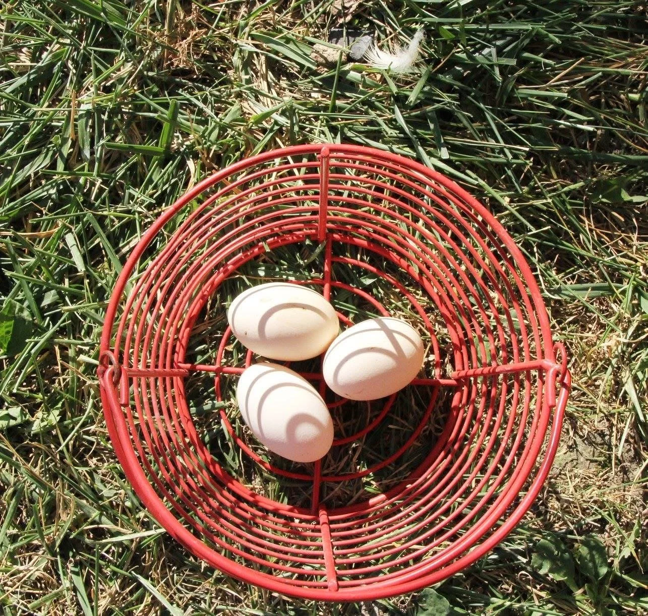 Kelsey Hammond, Three Eggs on the Tiny Farm.JPG