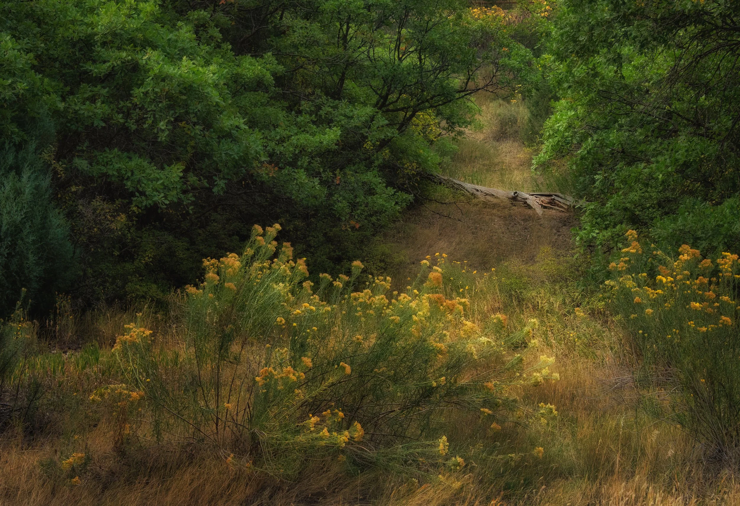 Grassy Path copy.jpeg