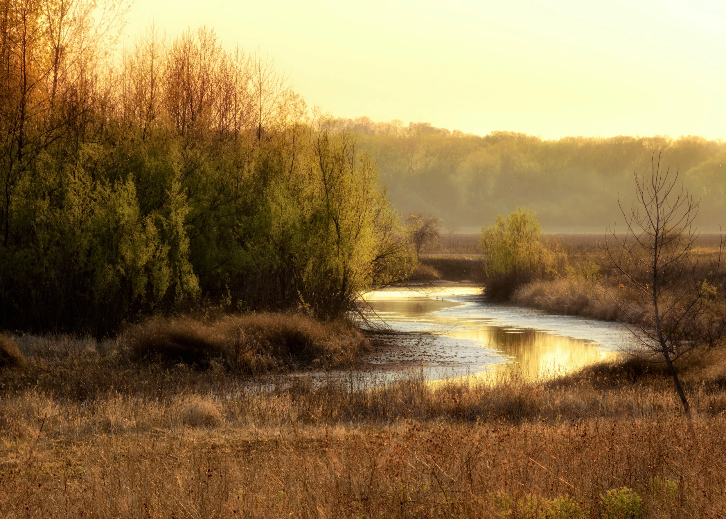 Gilded Reflection copy.jpeg