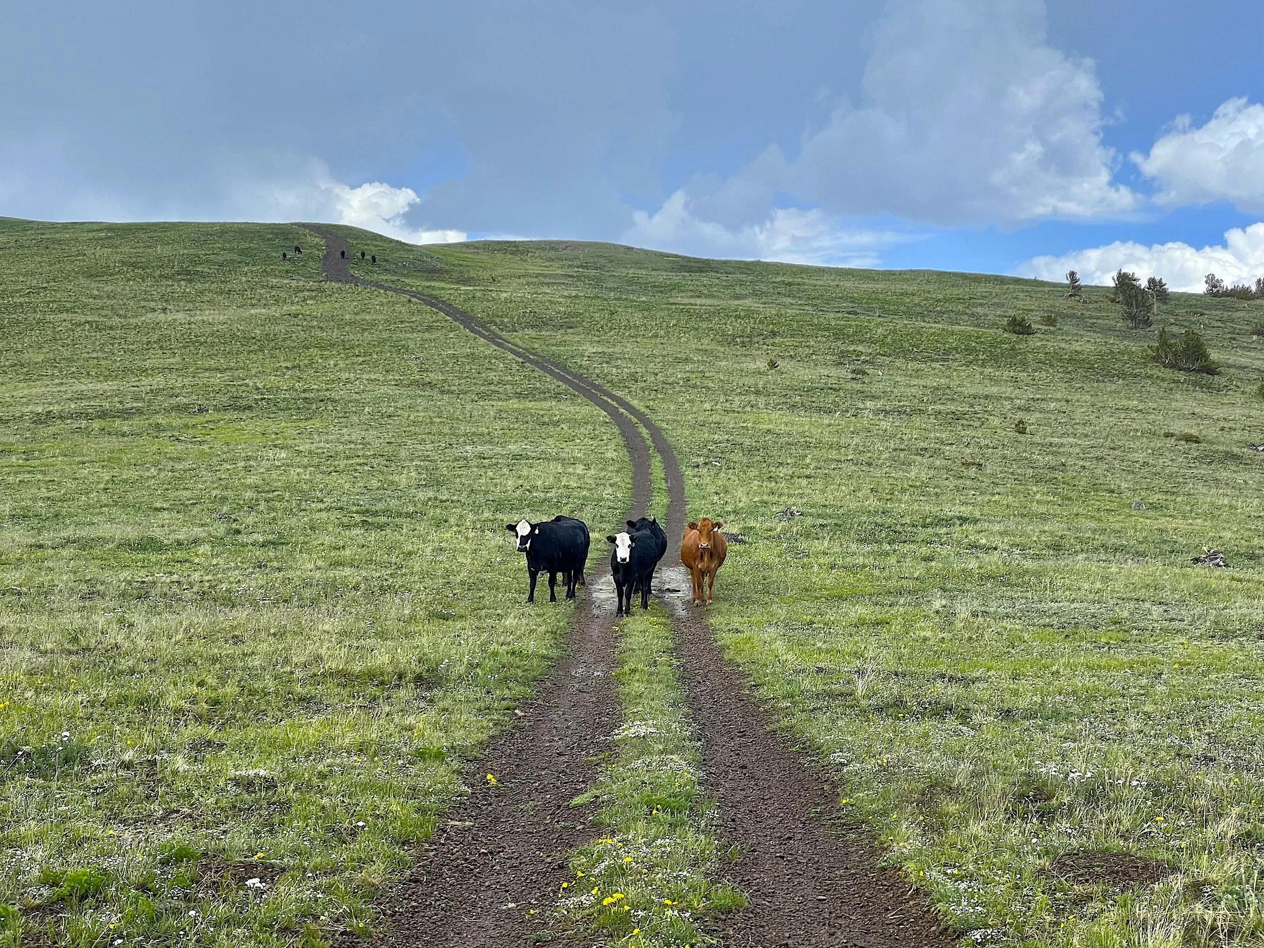 Scapes Shea Stewart Whale Hill.jpeg