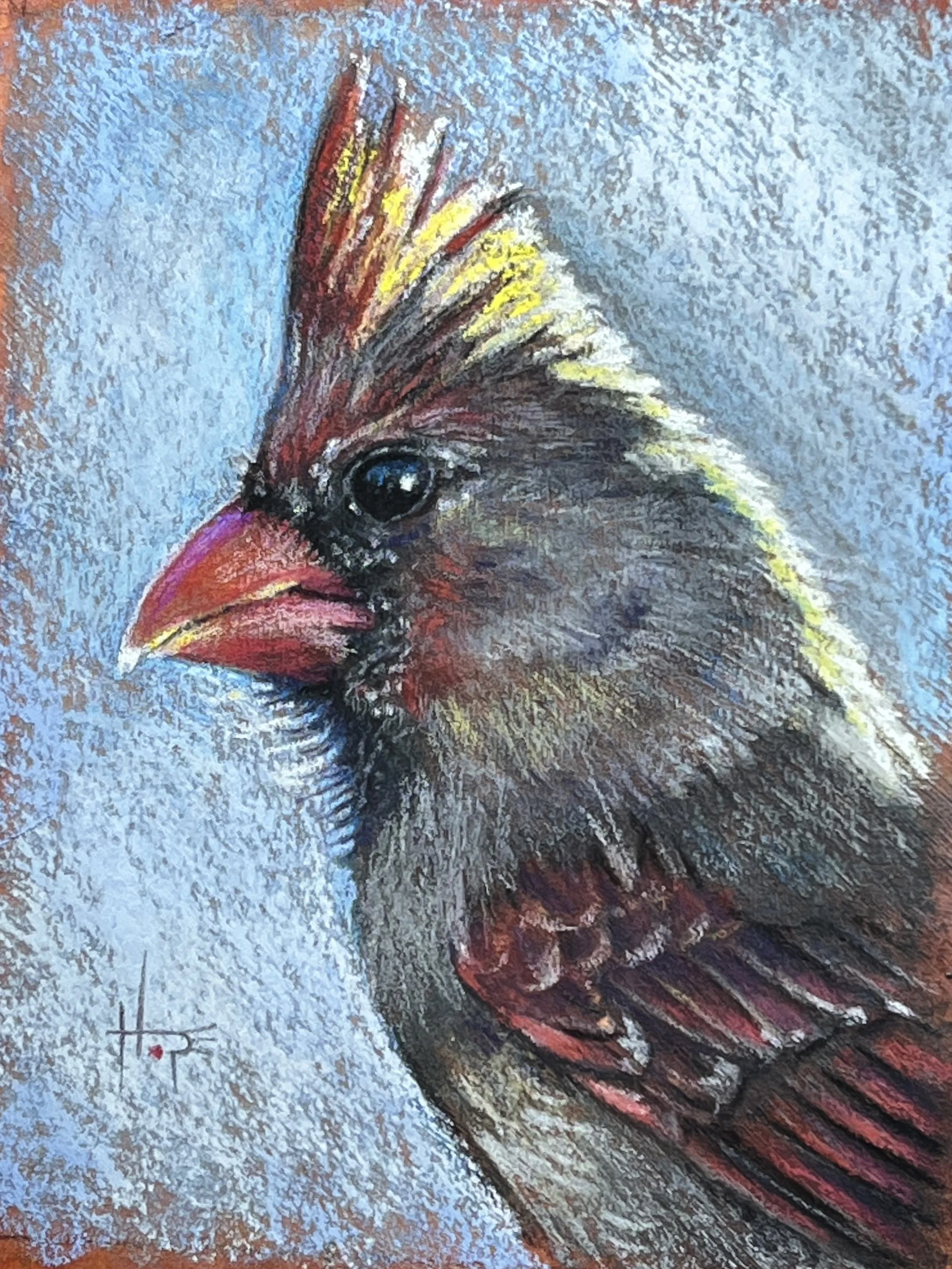 Hope Martin, Lady Cardinal Study.jpeg