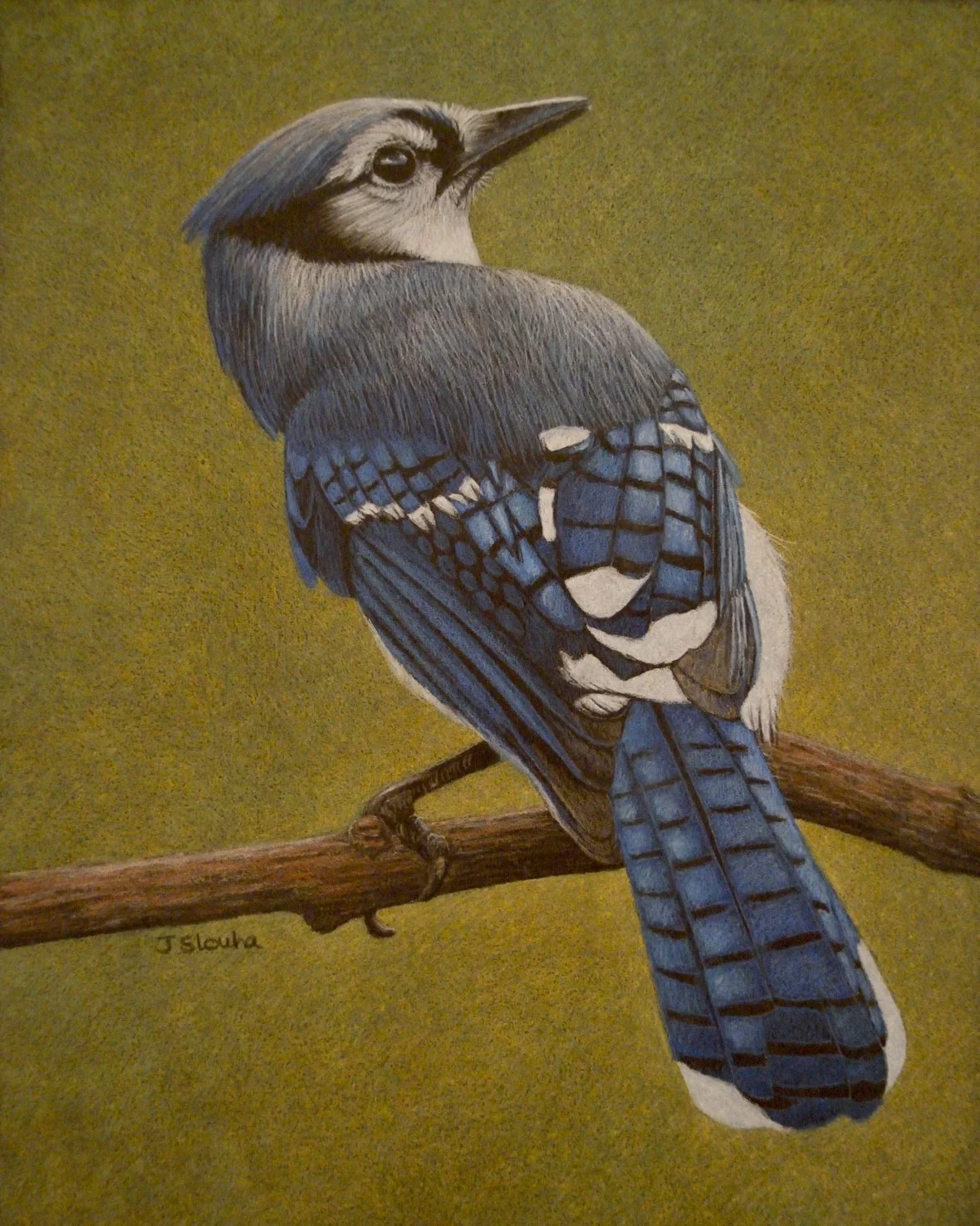 Jennifer Slouha, Blue Jay .jpeg