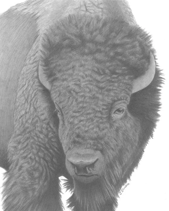Jennifer Slouha, American Bison.jpeg