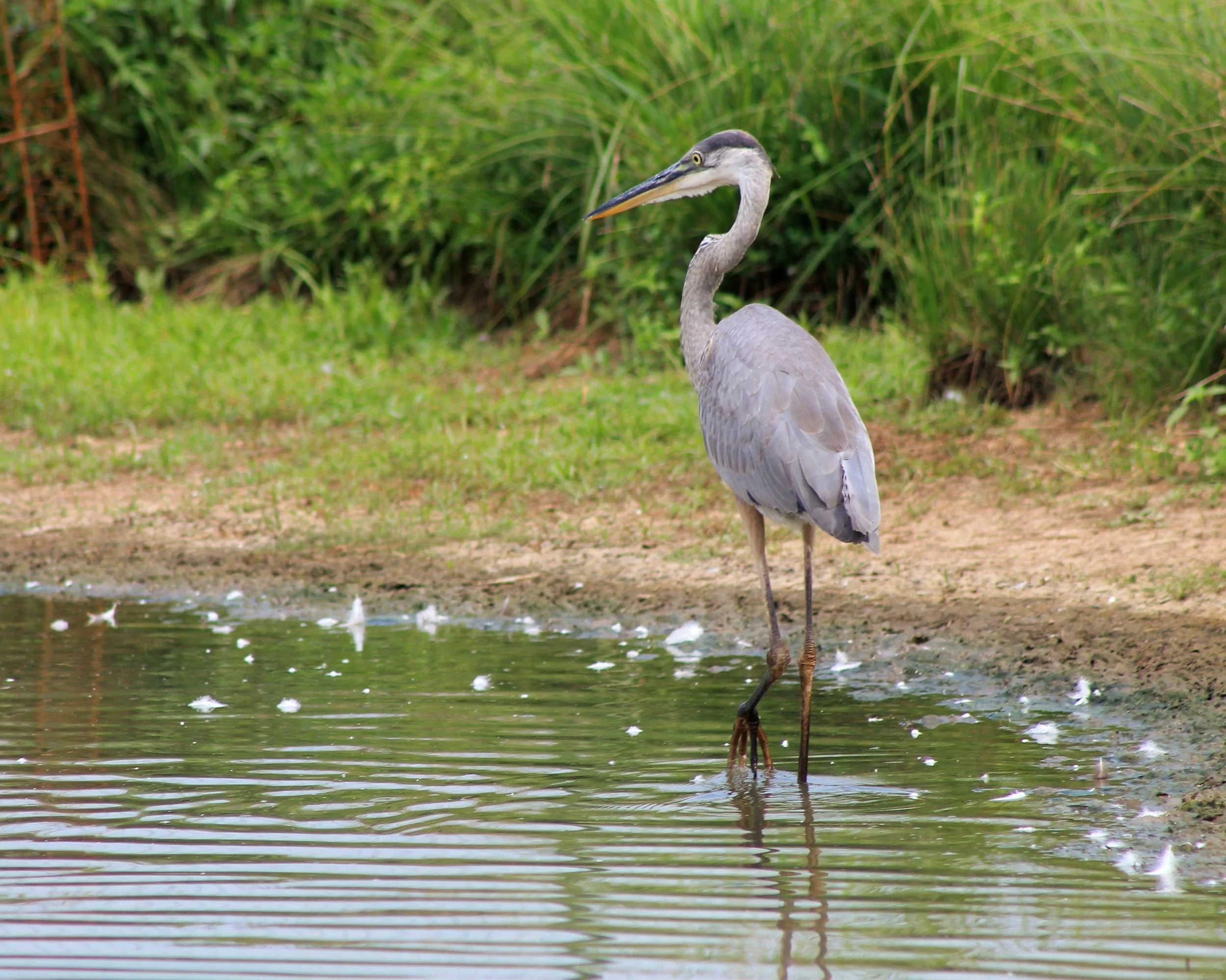 Catherine Muirhead - Heron On The Prowl.JPG