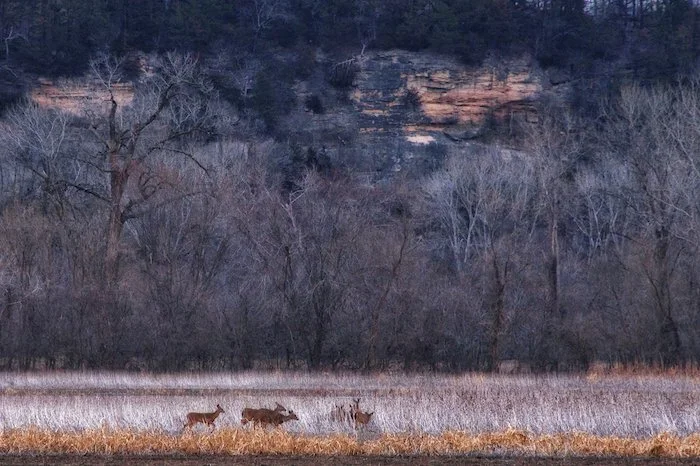 On Frosted Fields.jpeg