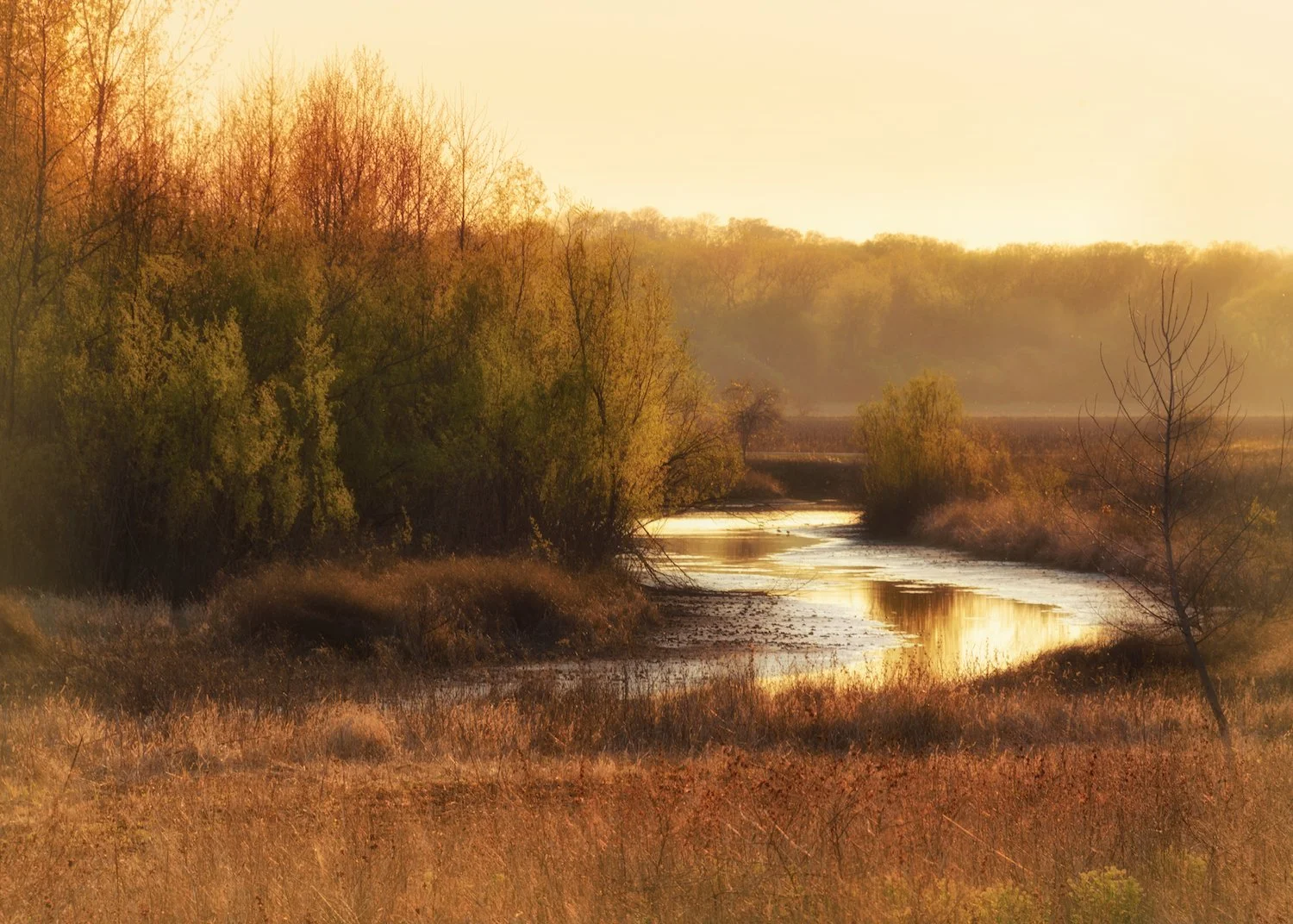 cfx Gilded Stream small.jpeg