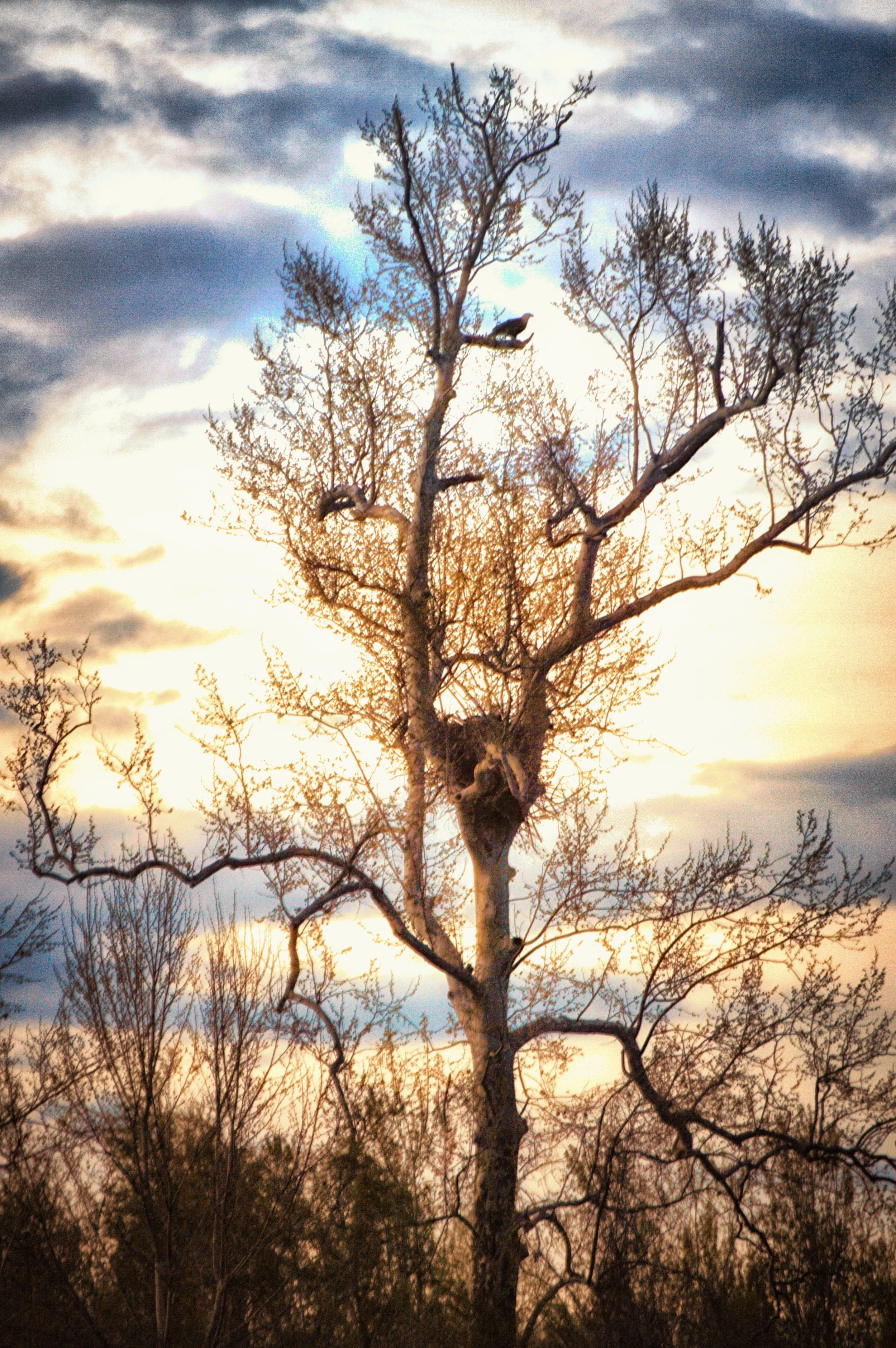 Eagle Tree 4.JPG