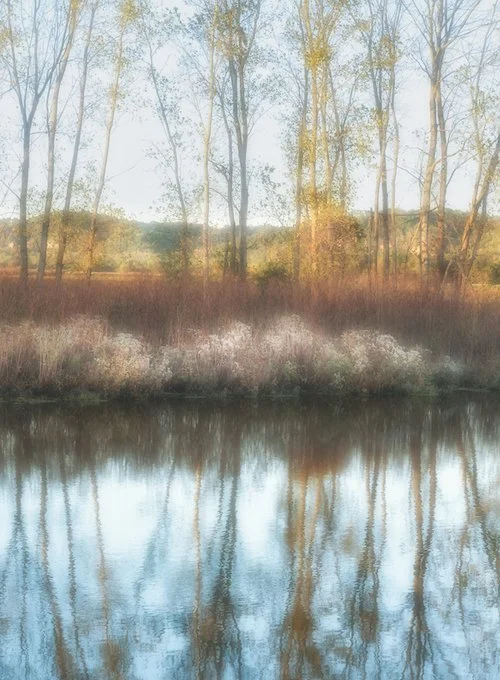 Narcissus among the Trees.jpeg