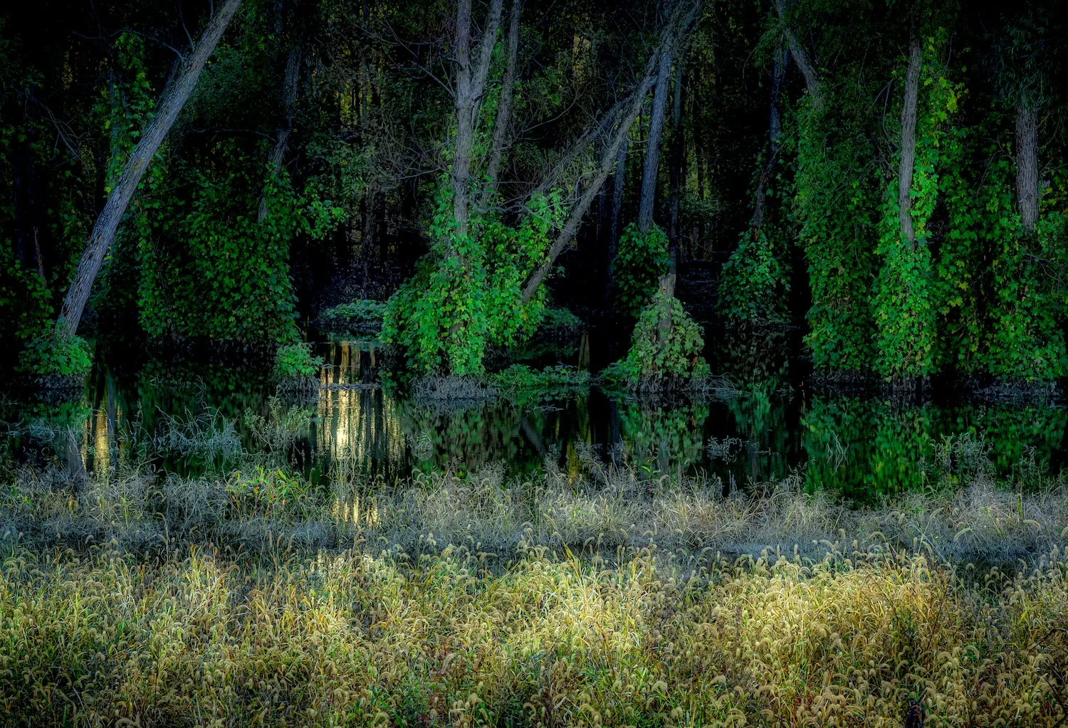 The Swamp at Sunset small.jpeg