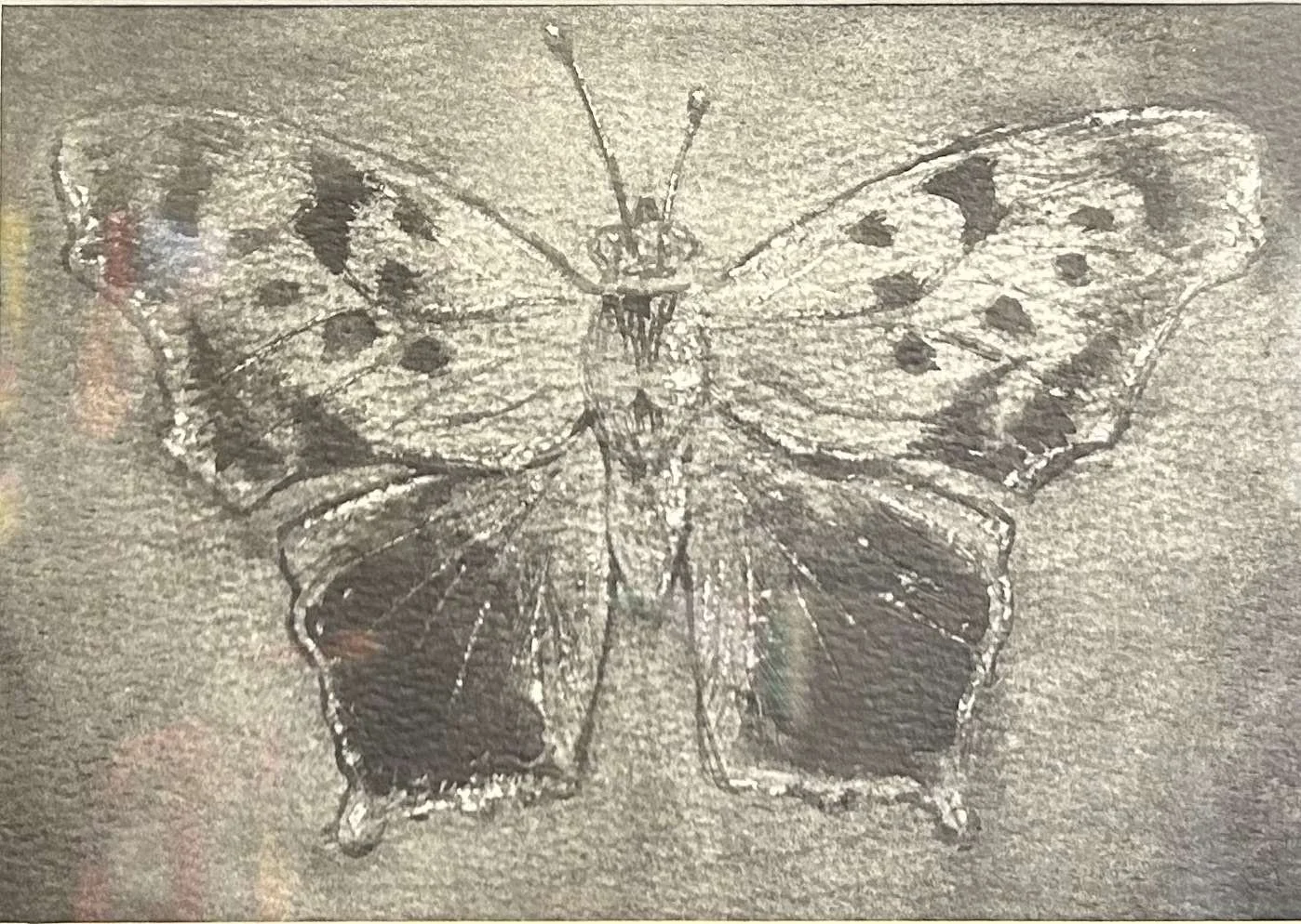 Kira Reinhart, Polygonia interrogations.JPG