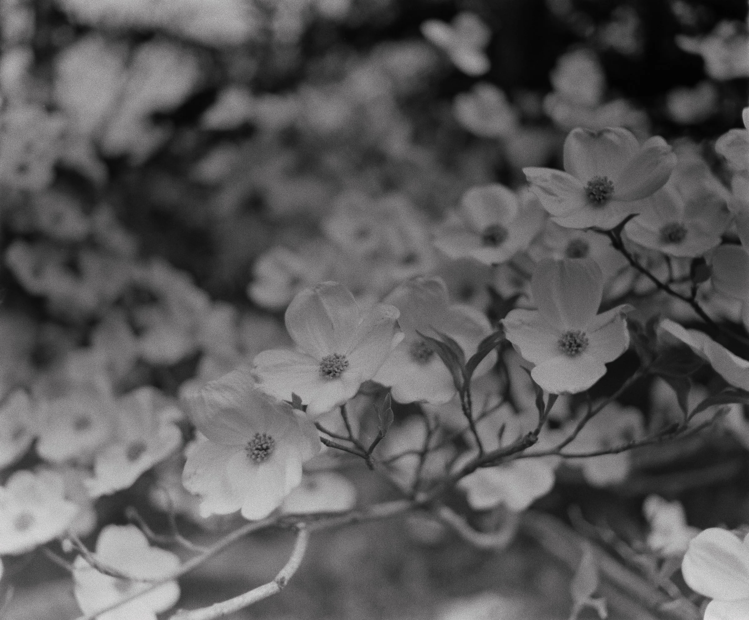 Megan Casady, Cornus Florida.jpeg
