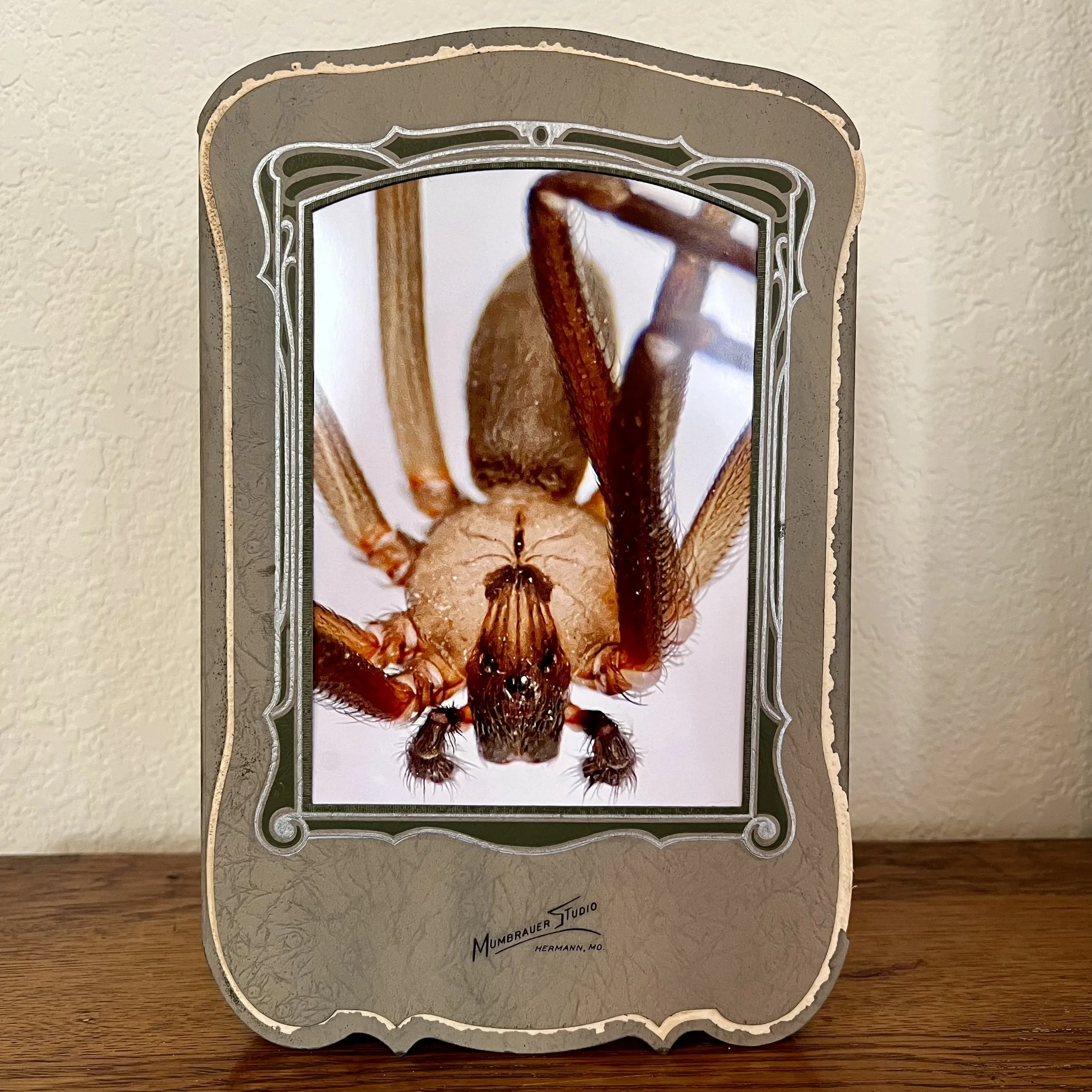 M&M_Alisha Morton, World's Smallest Violin.jpeg