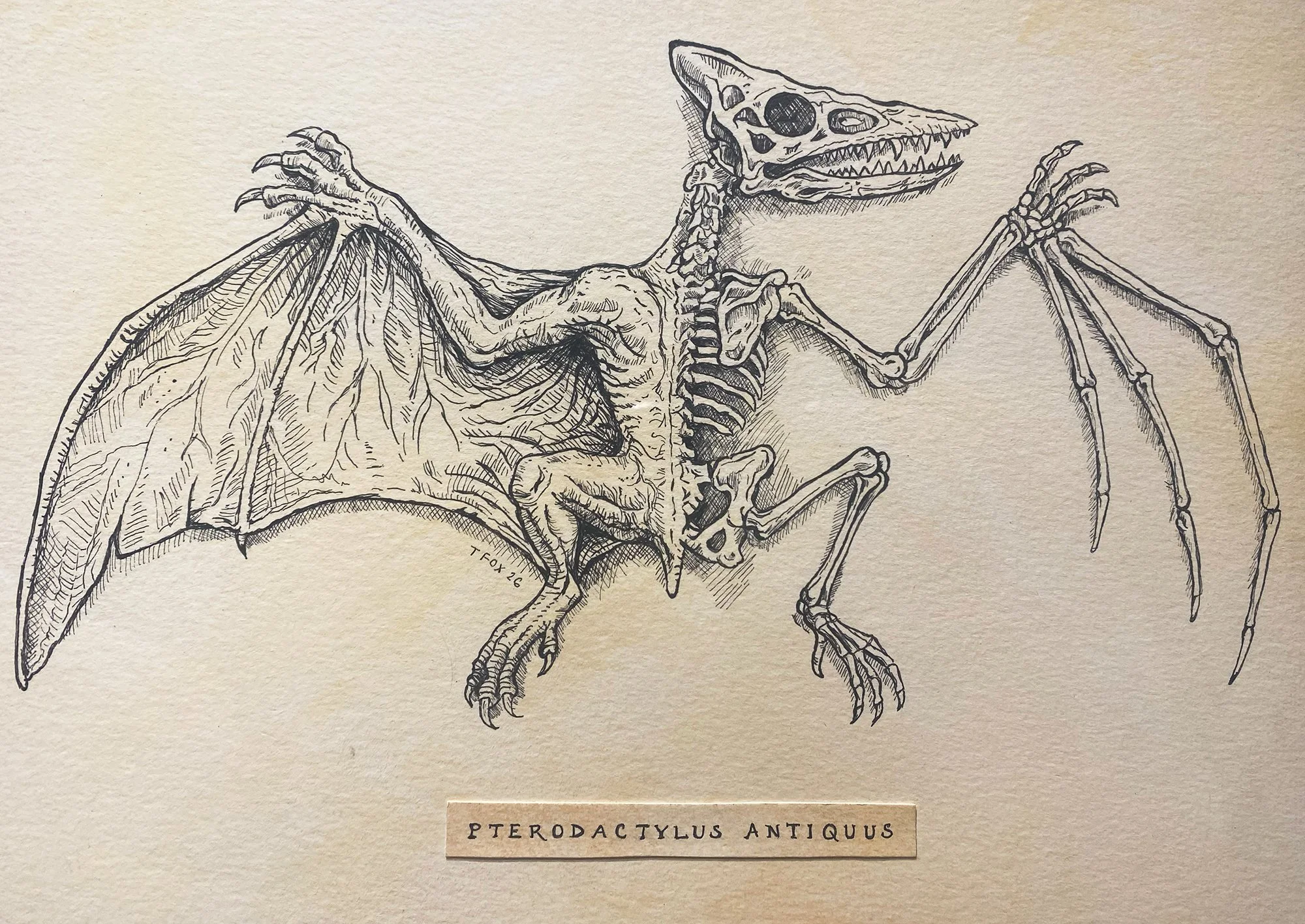 Tina Fox, Pterodactylus Antiquus.jpg