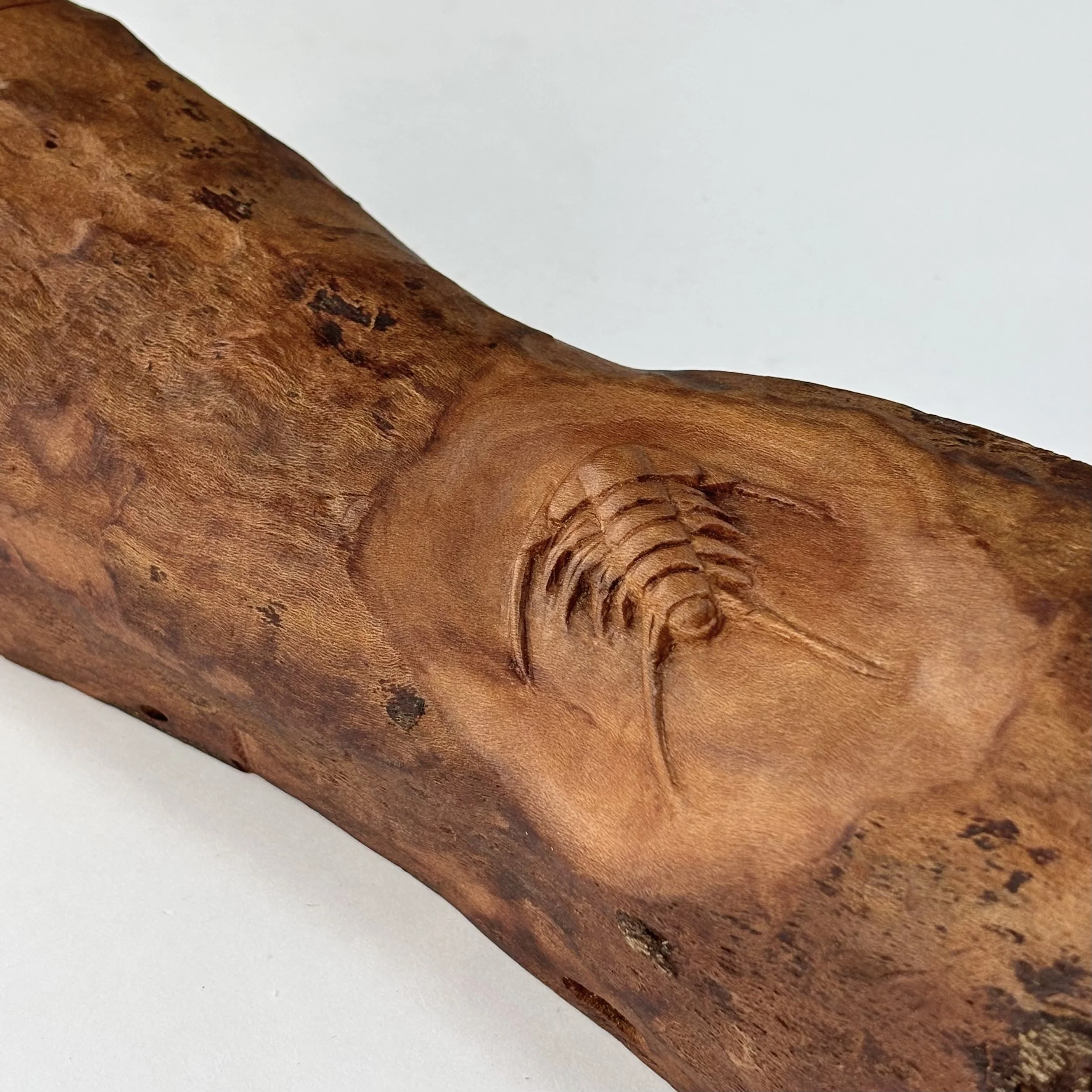 Sarah Estrapala, Dogwood Trilobite.jpeg