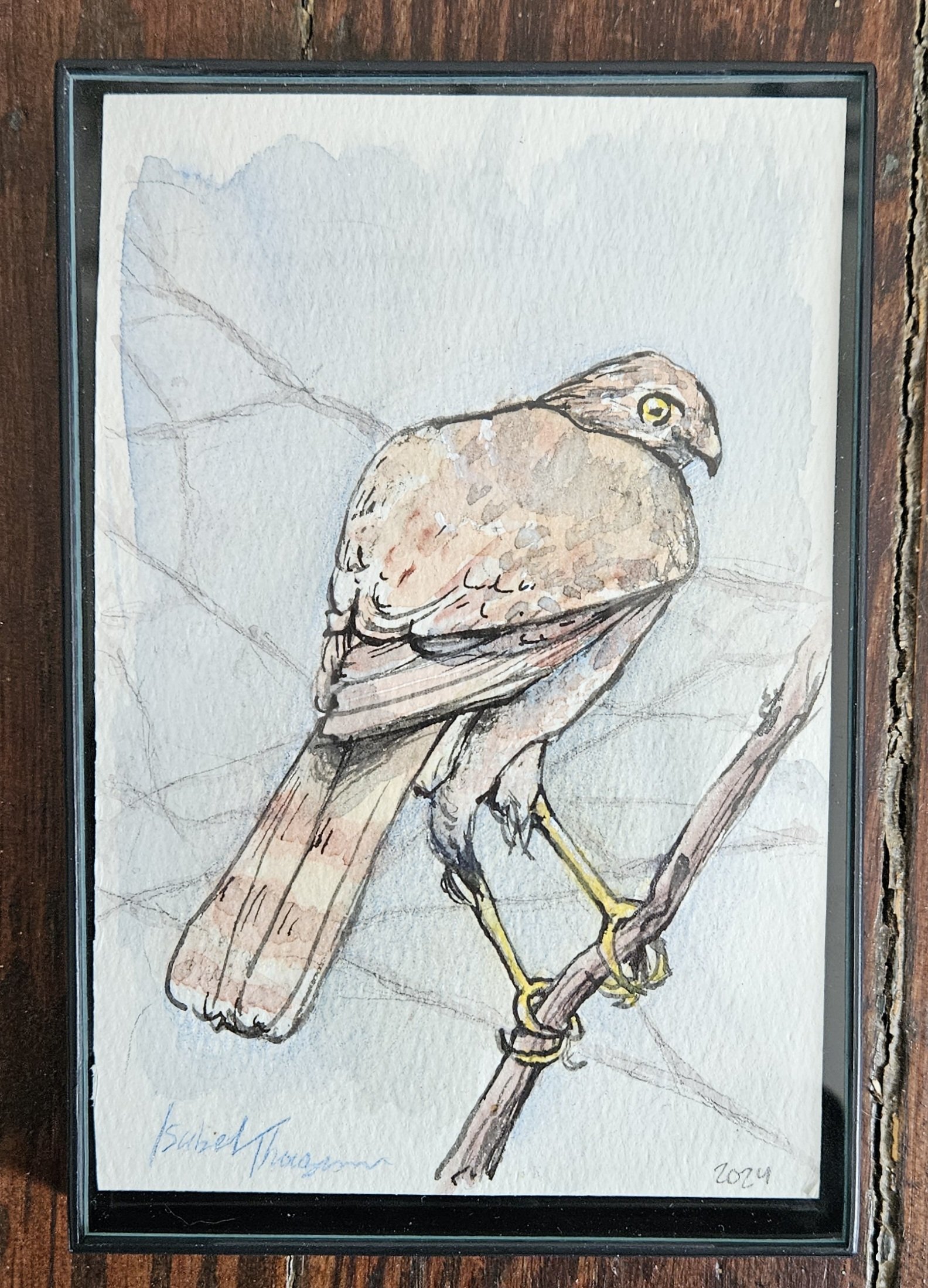 Isabel Thoroughman, Cooper's Hawk.jpg
