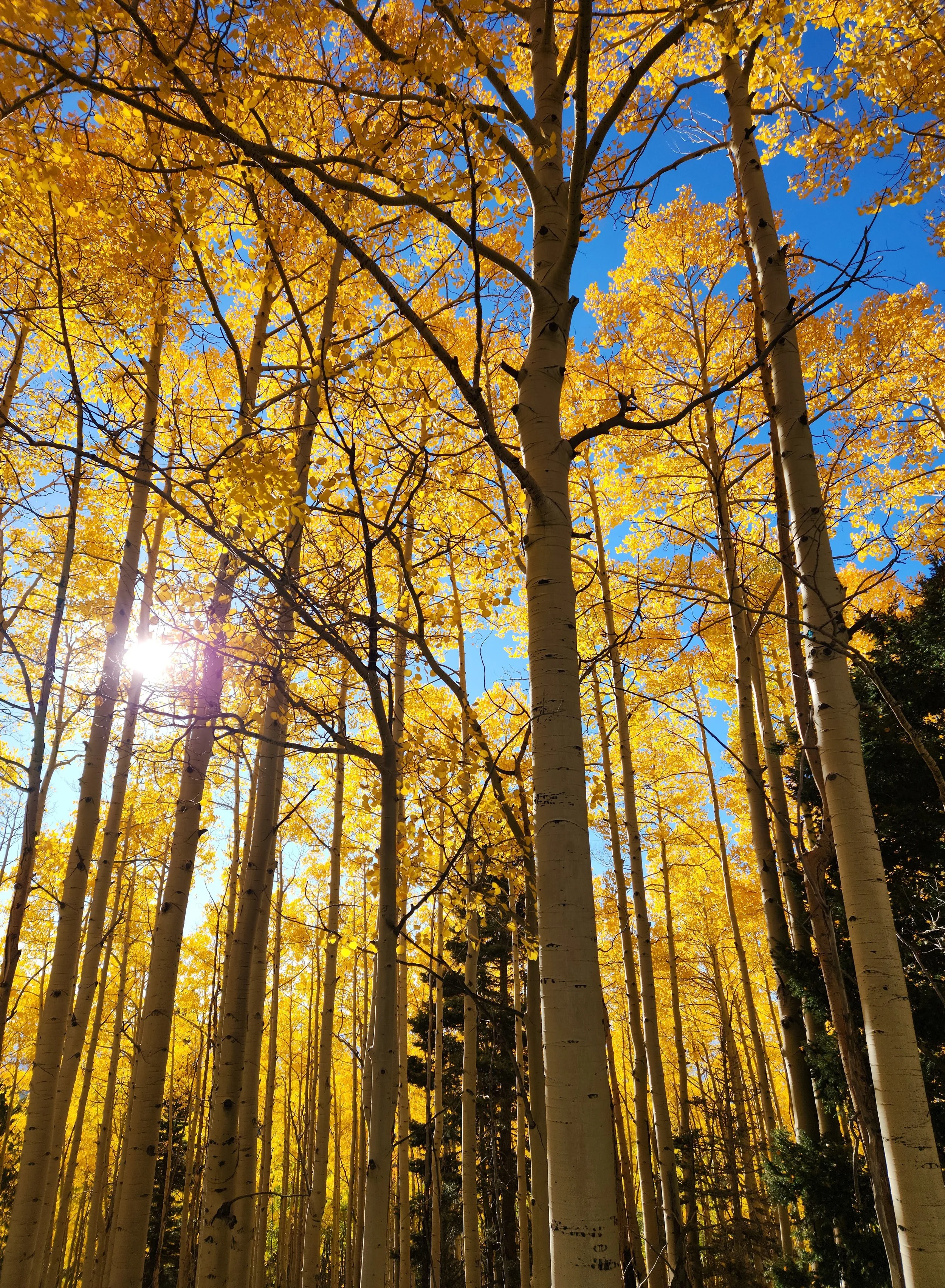 John Baird, Aspen Base, Santa Fe, '25.jpg