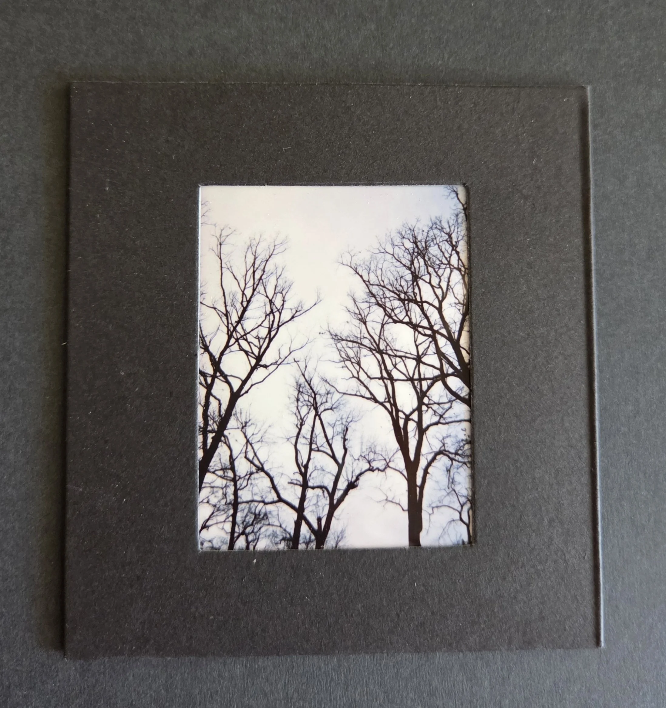 Lina Forrester, A Story of Trees.jpg