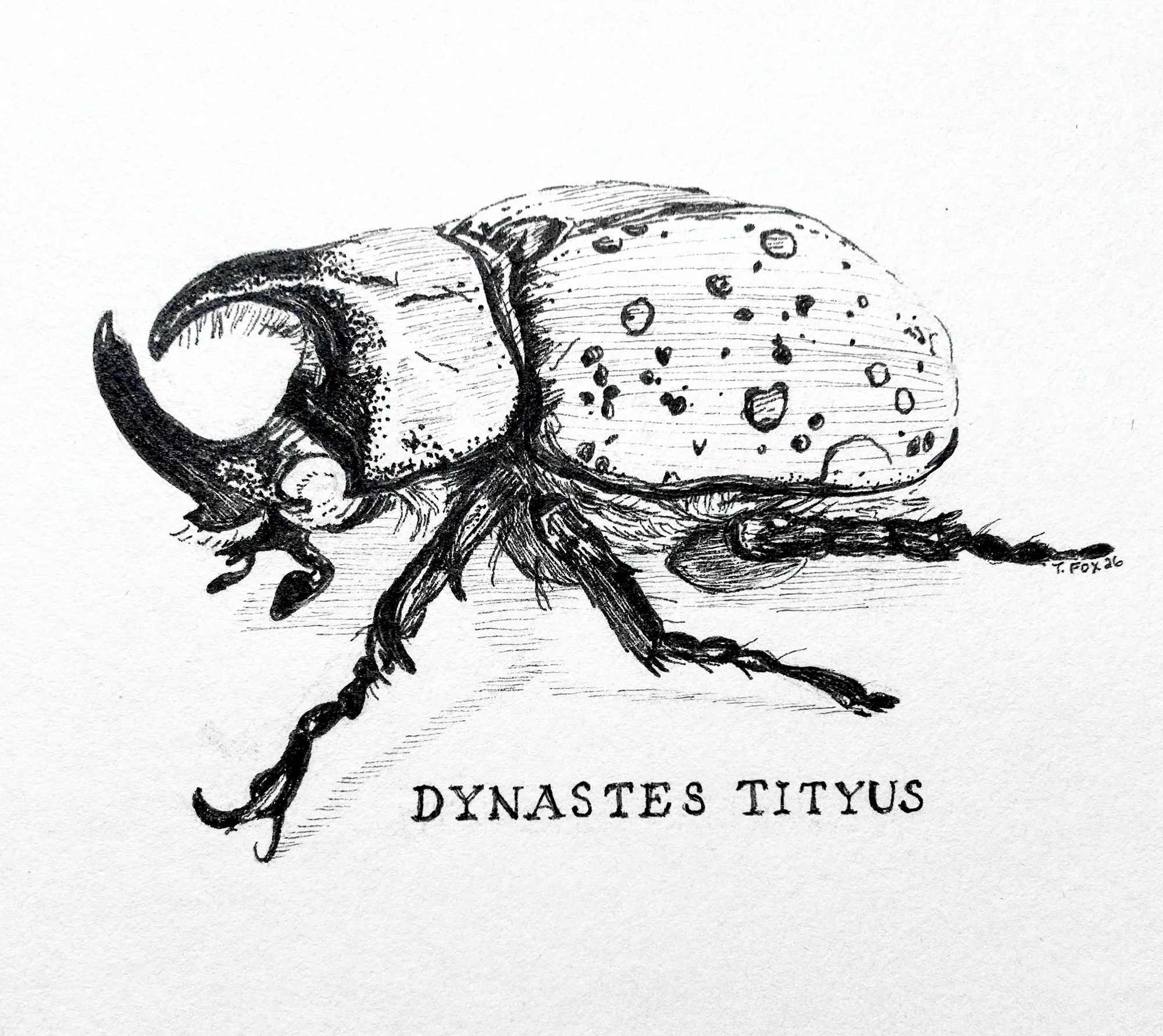 Tina Fox, Dynastes Tityus (Eastern Hercules Beetle).jpg