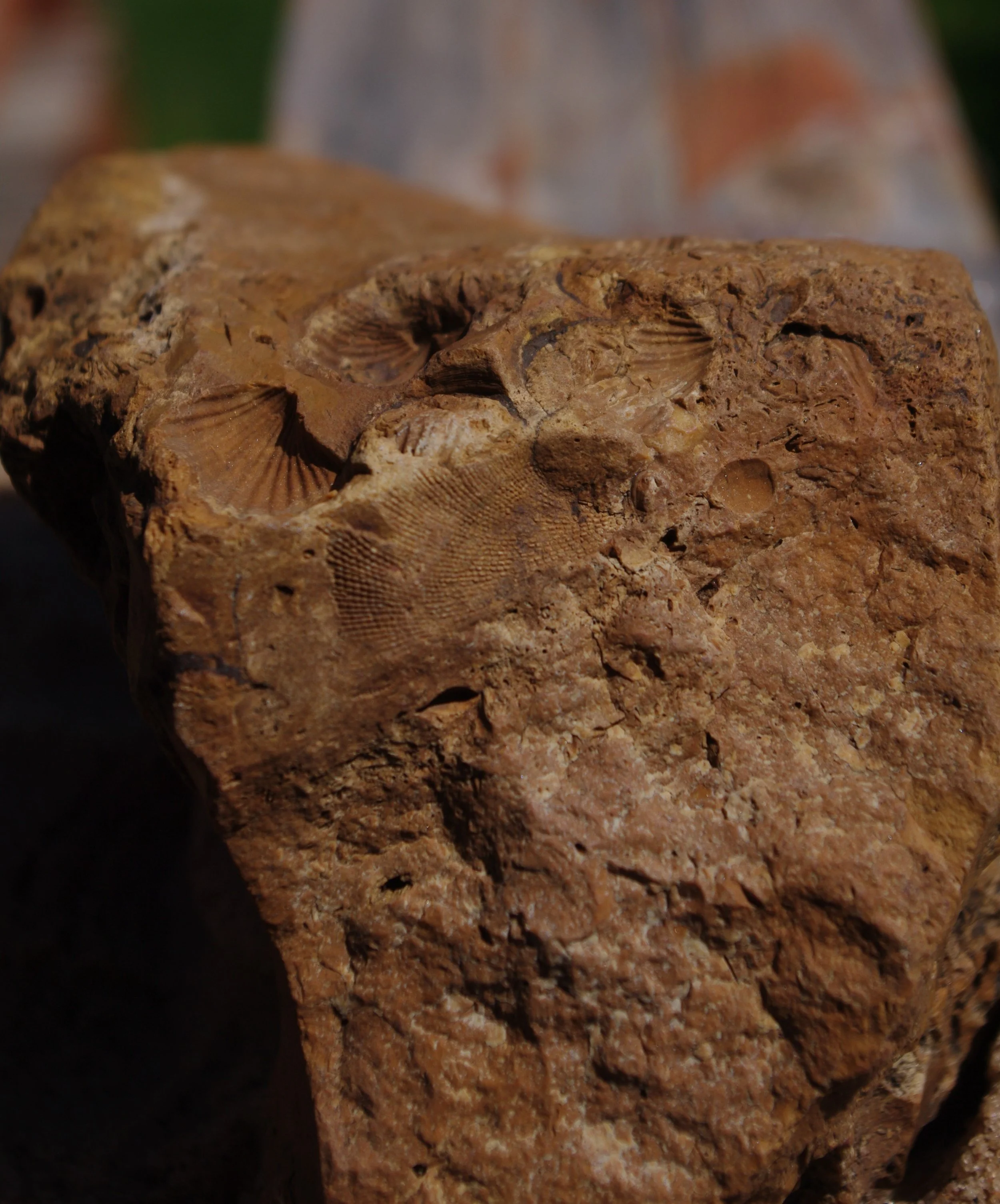 Jennifer Market, Fossil Brachiopods.JPG