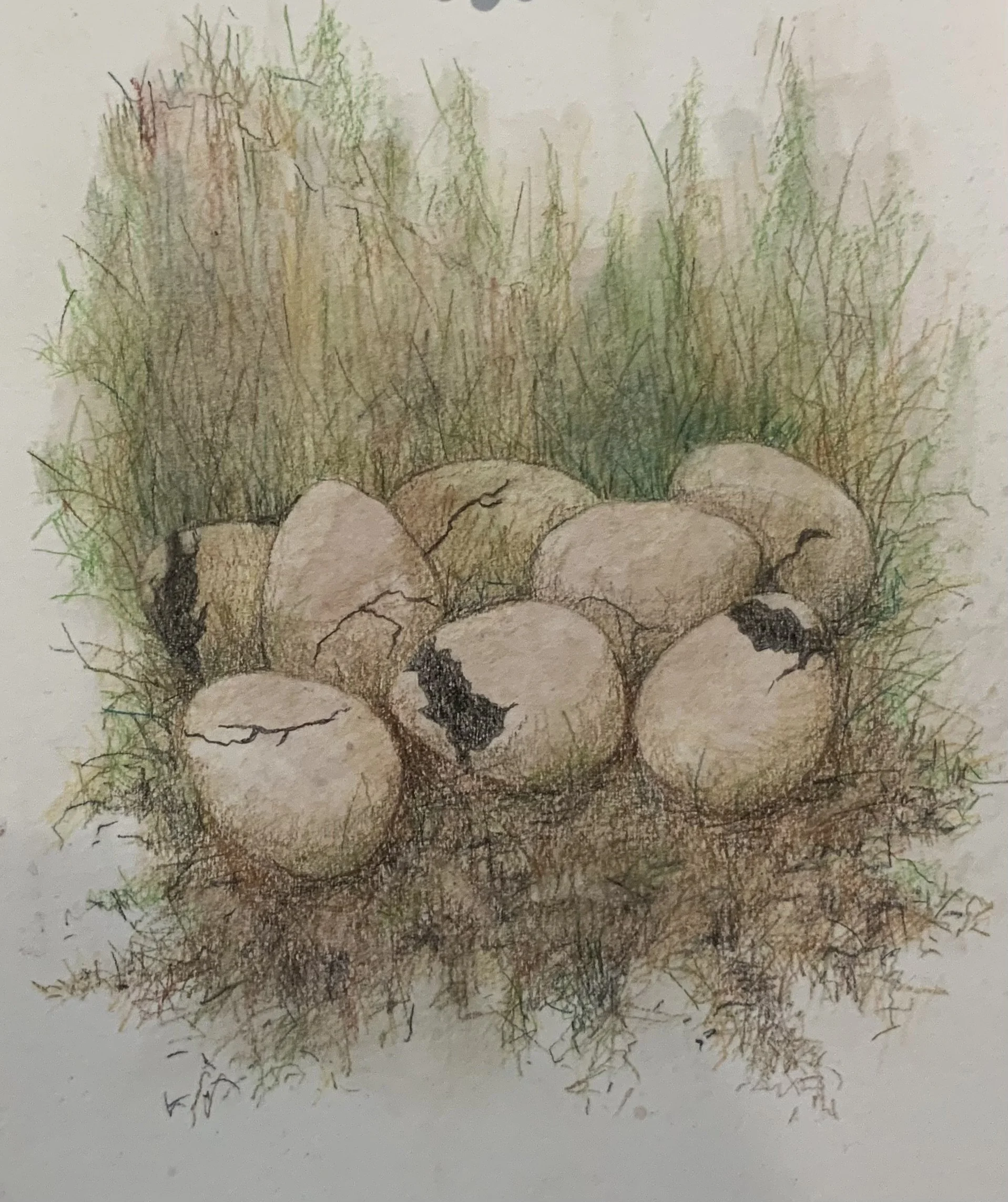 Susan Mart, Beginnings.jpeg