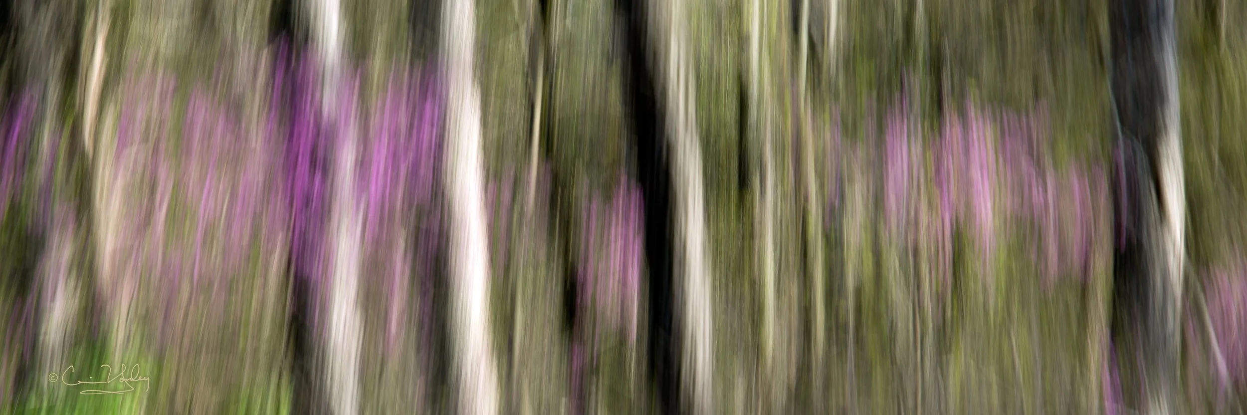 CarrieYonley,Spring Dream.jpg