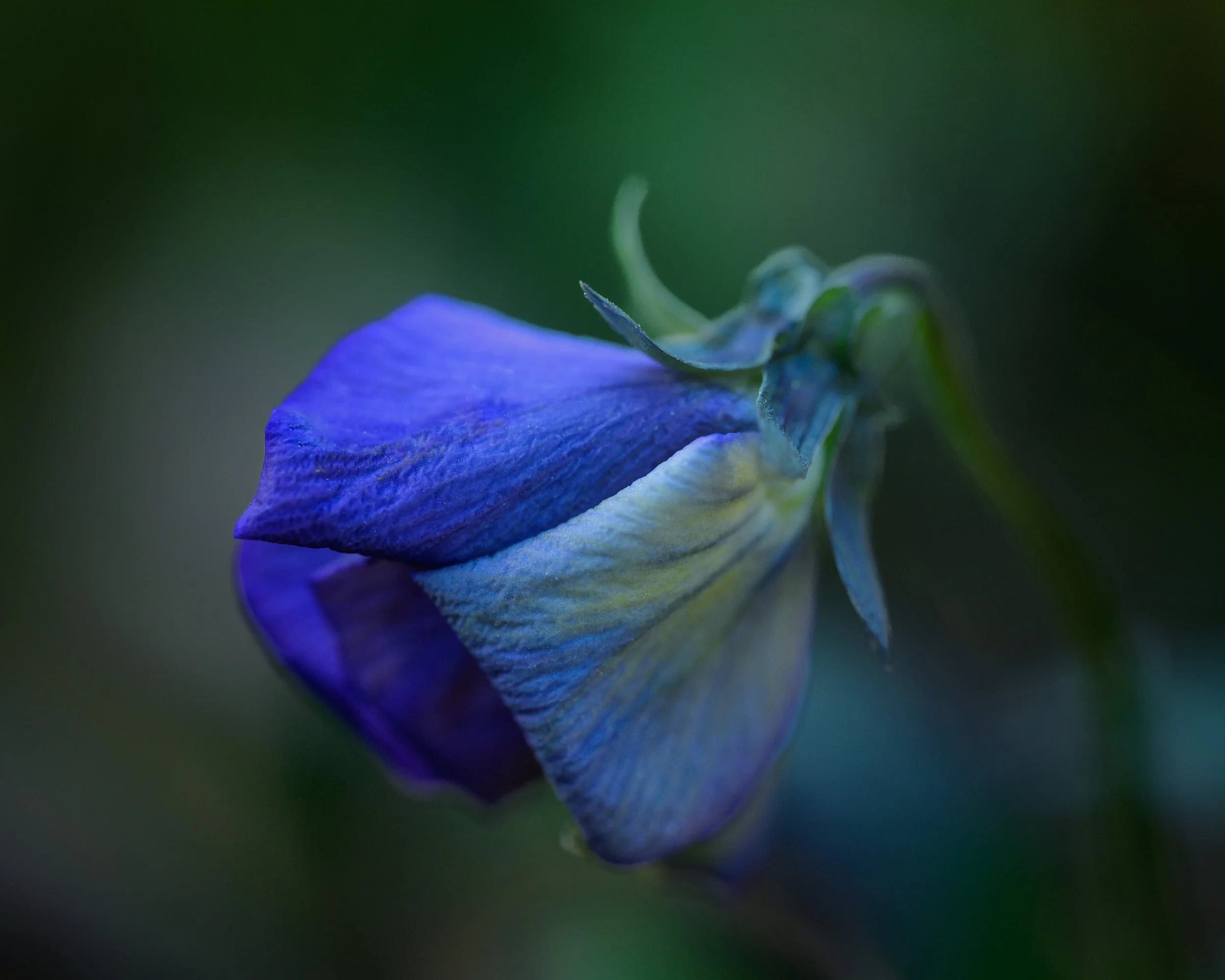 Barbara Phillips, Deep in Thought II.jpg