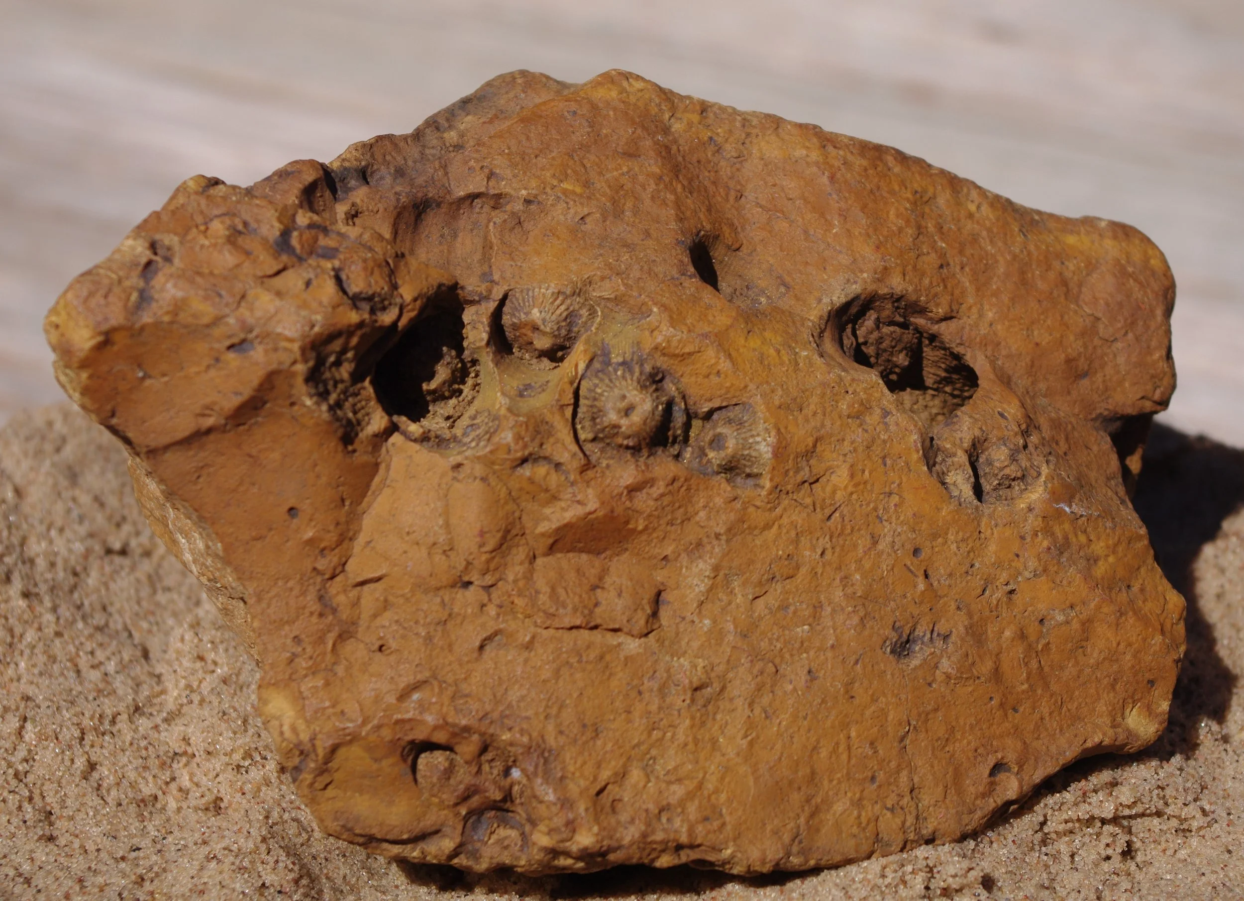 Jennifer Market, Fossil Acrocyathus Coral.JPG